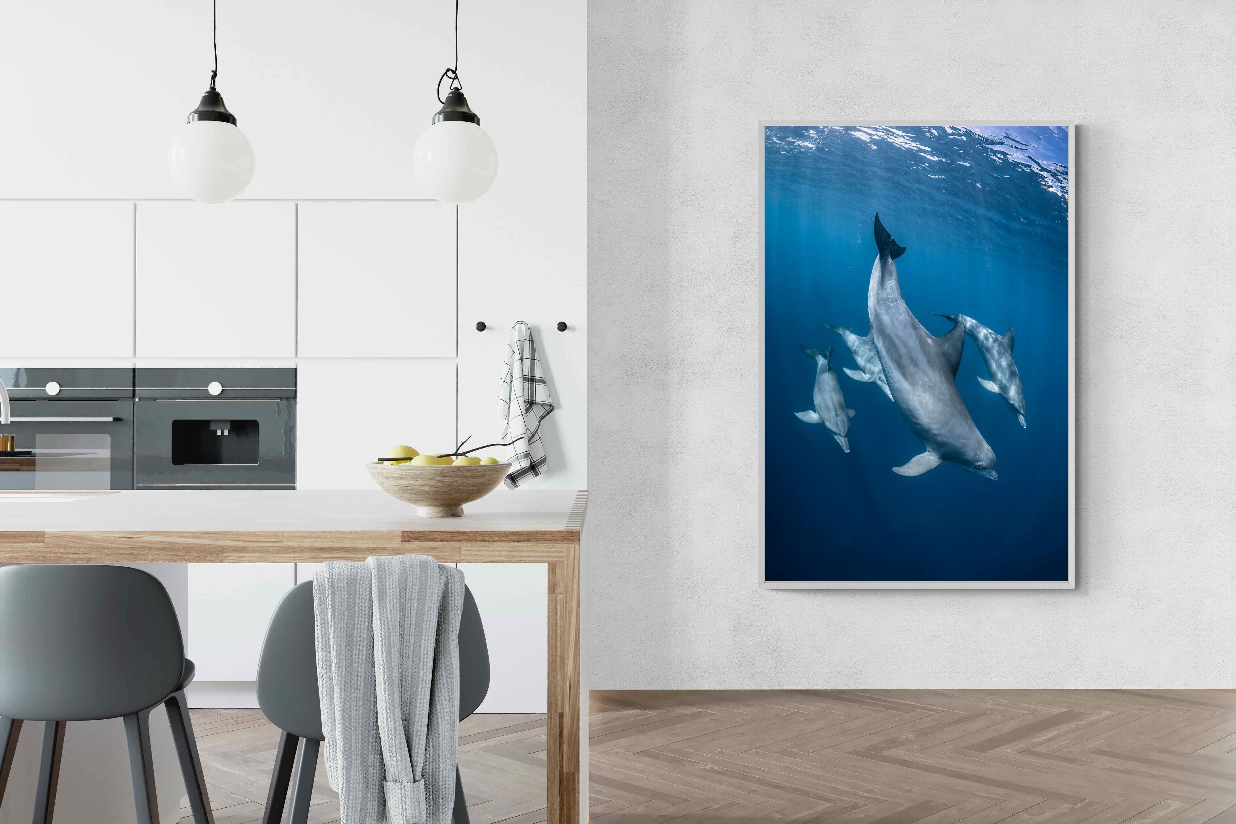 Pixalot ® Diving Dolphins