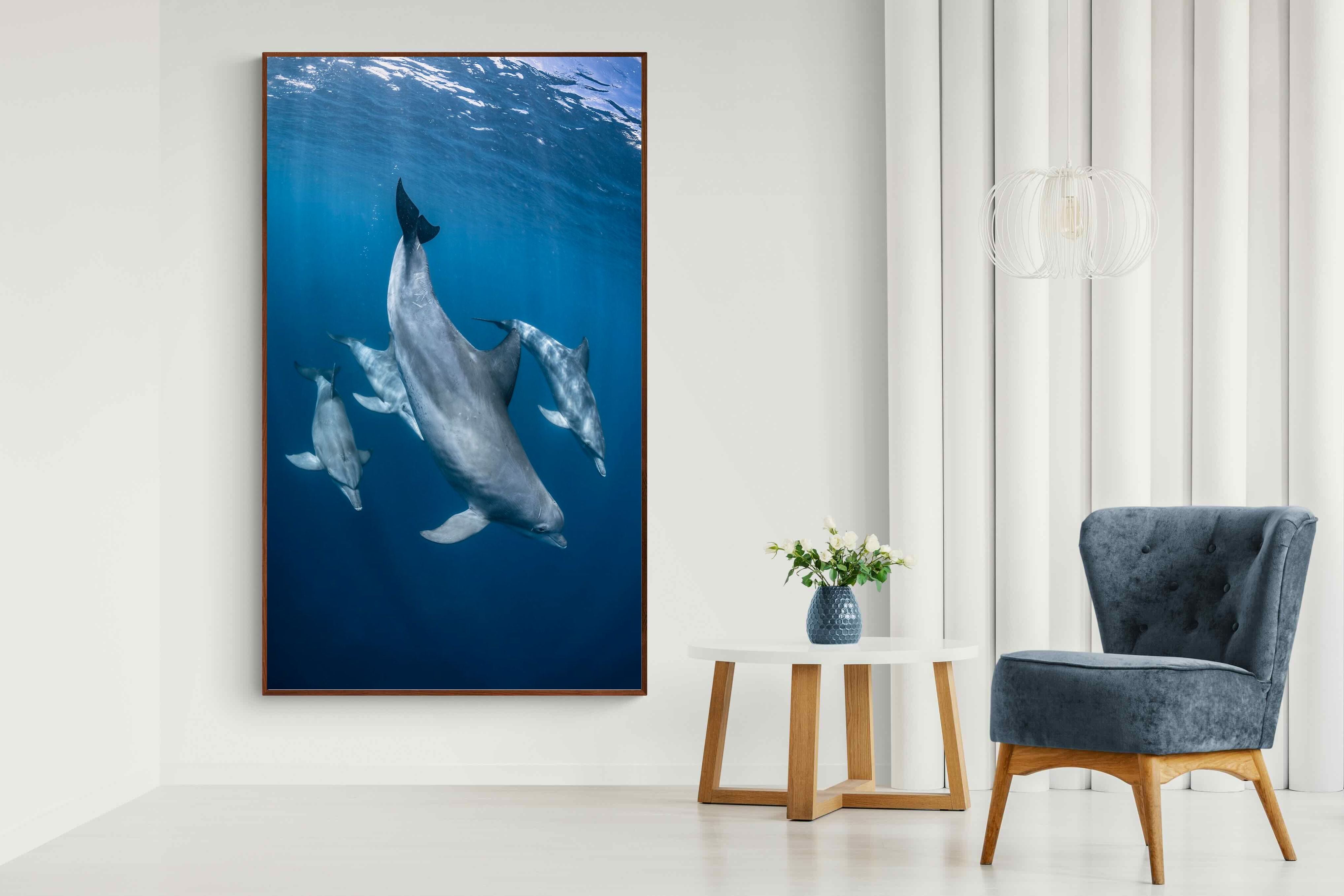Pixalot ® Diving Dolphins