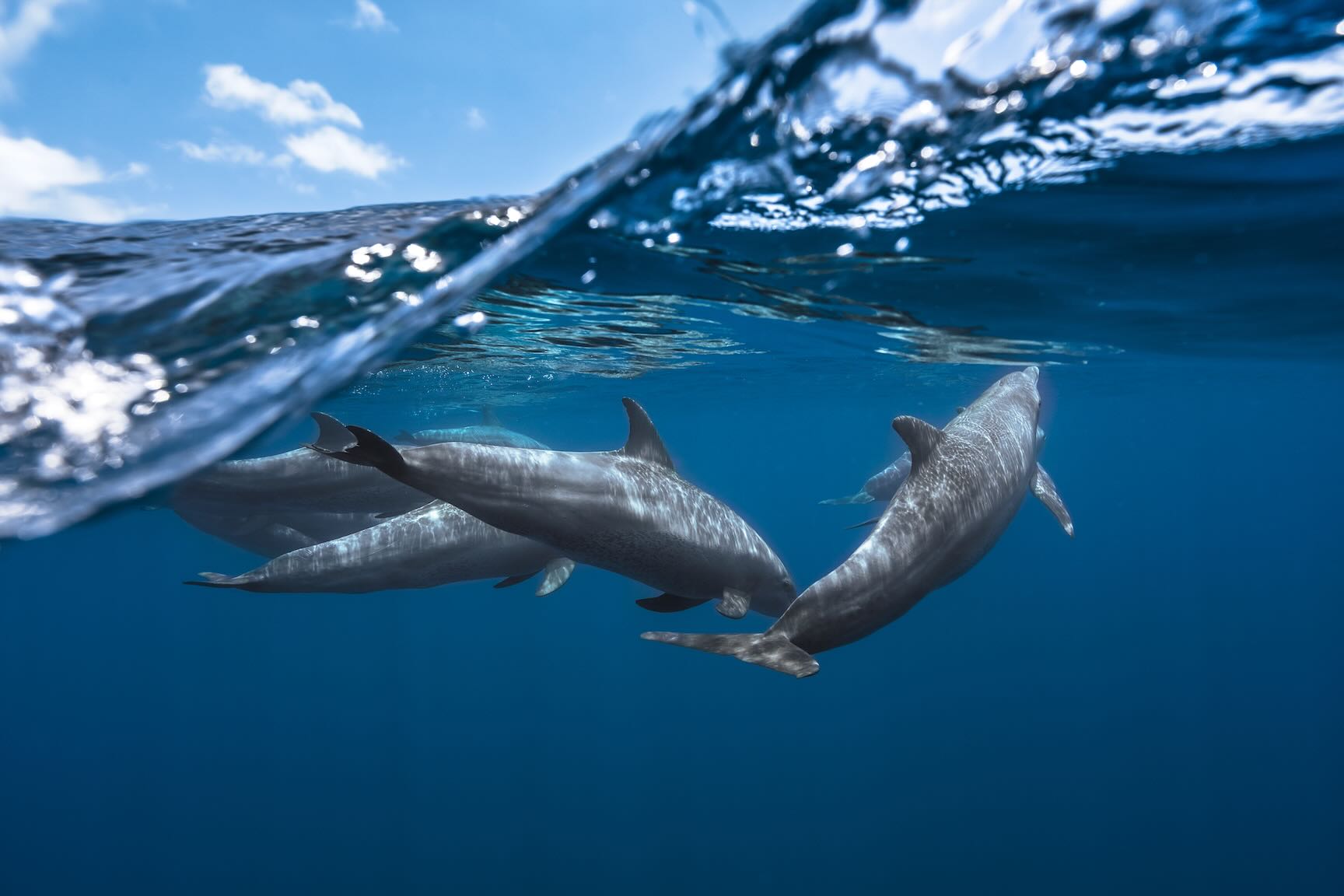 Dolphin Trio