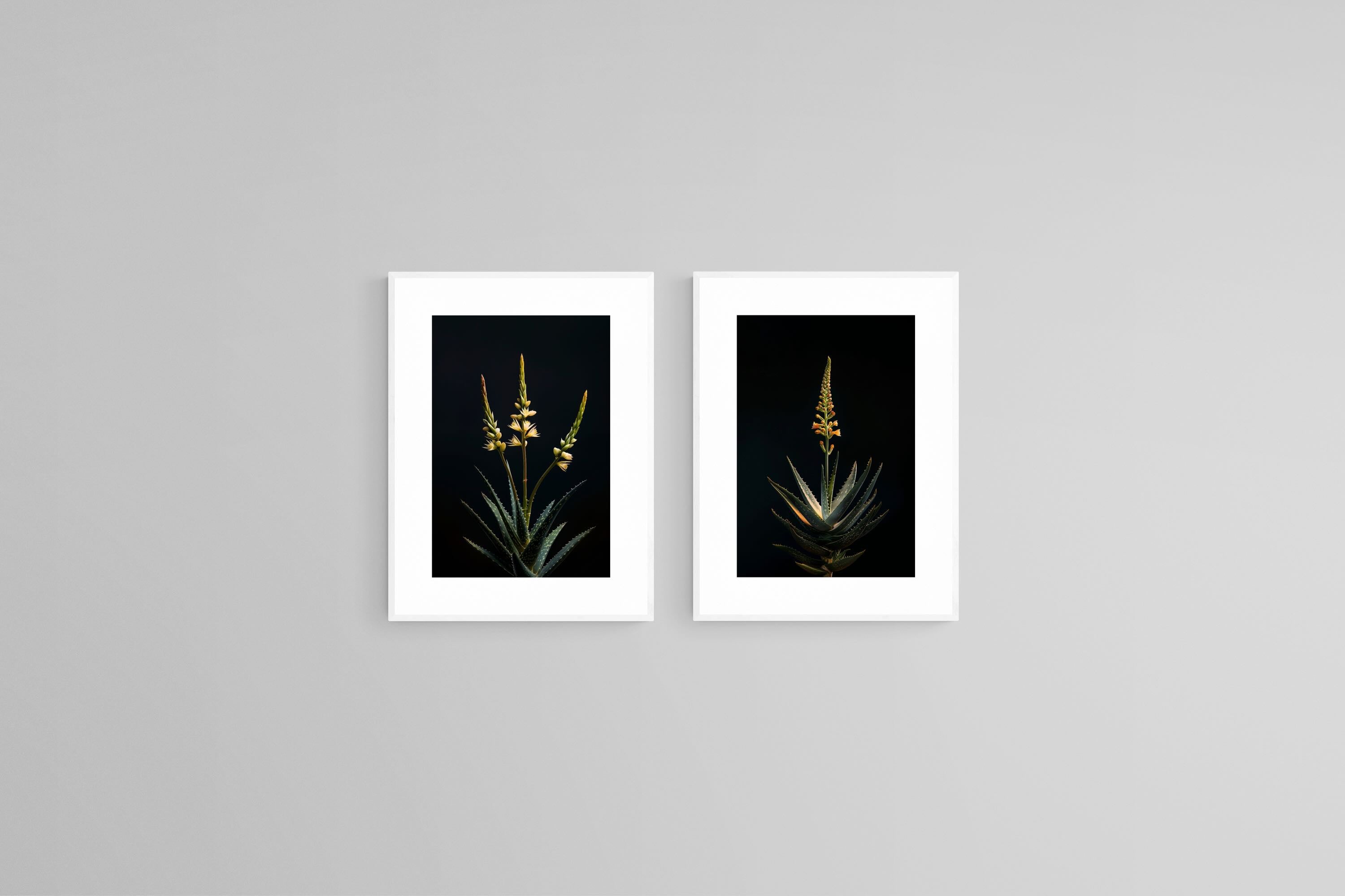 Dramatic Aloe Set