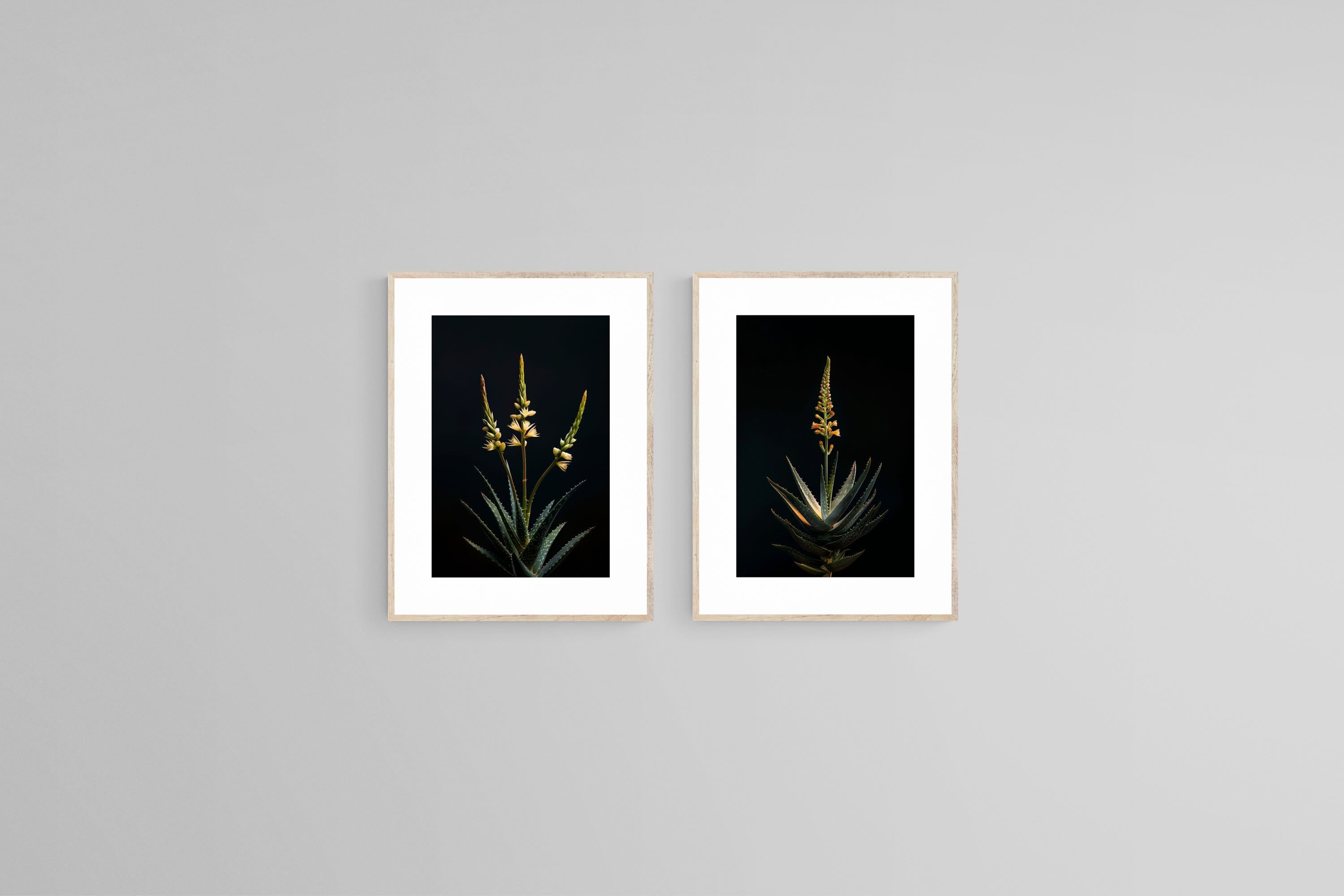 Dramatic Aloe Set
