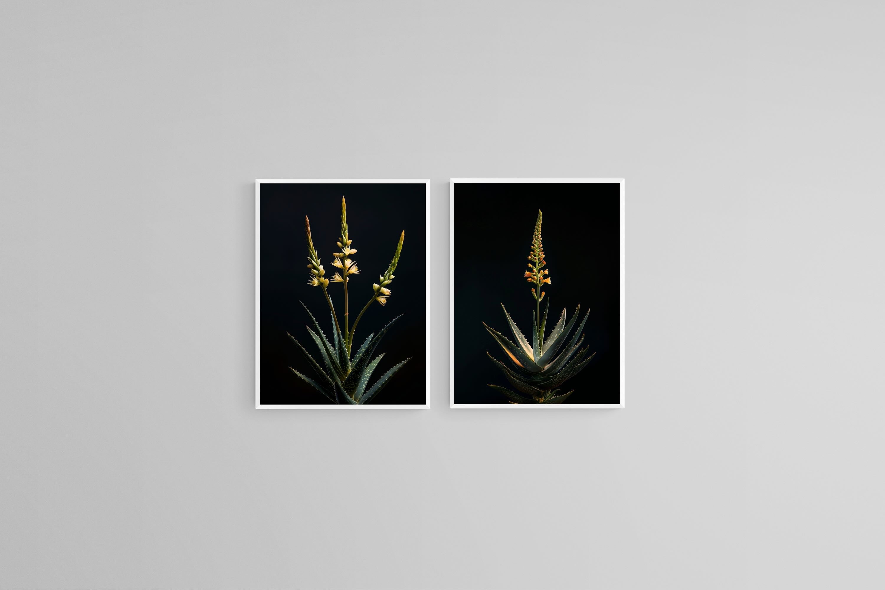 Dramatic Aloe Set