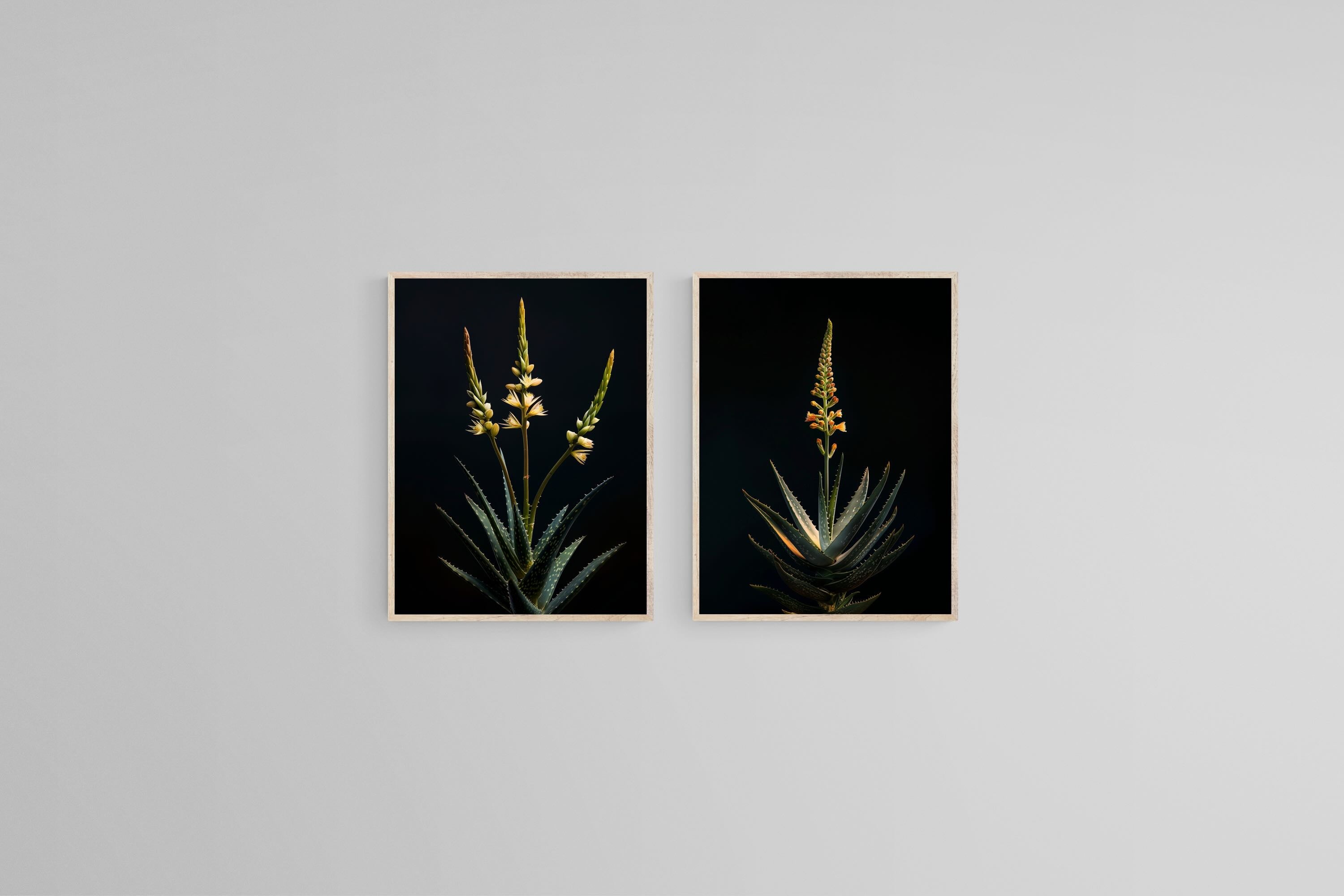 Dramatic Aloe Set
