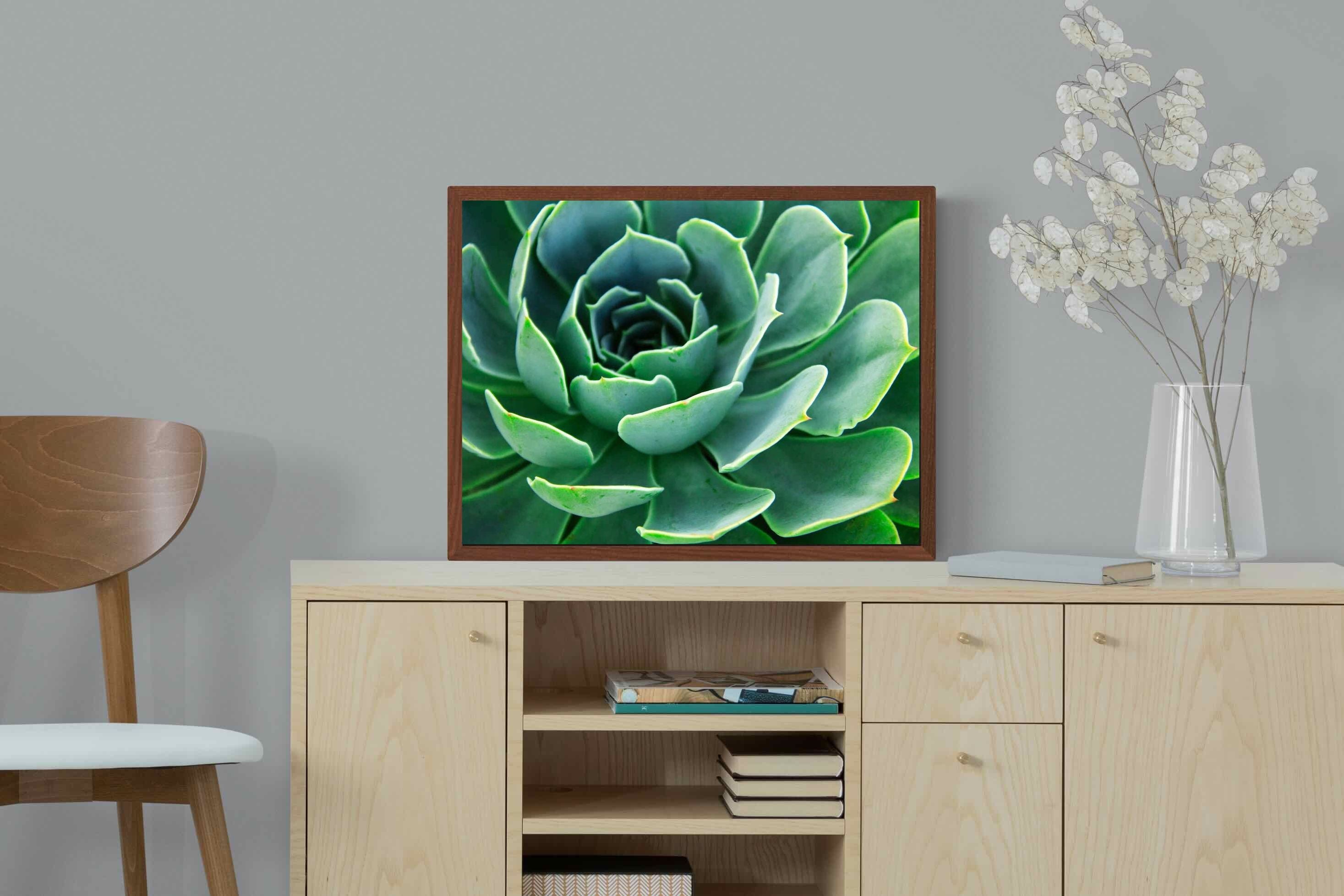 Pixalot ® Echeveria Elegans