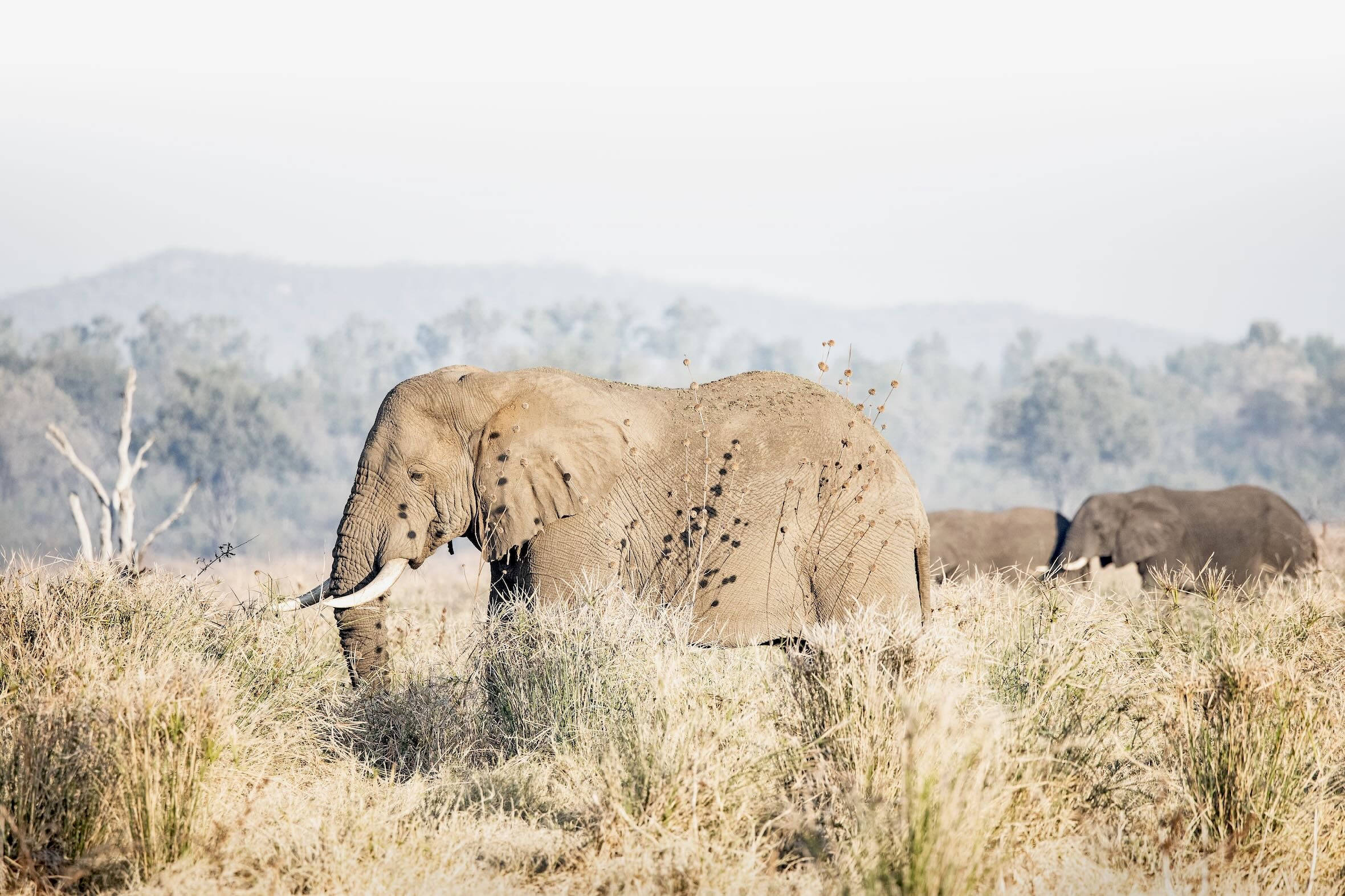Elephant in Leonotis