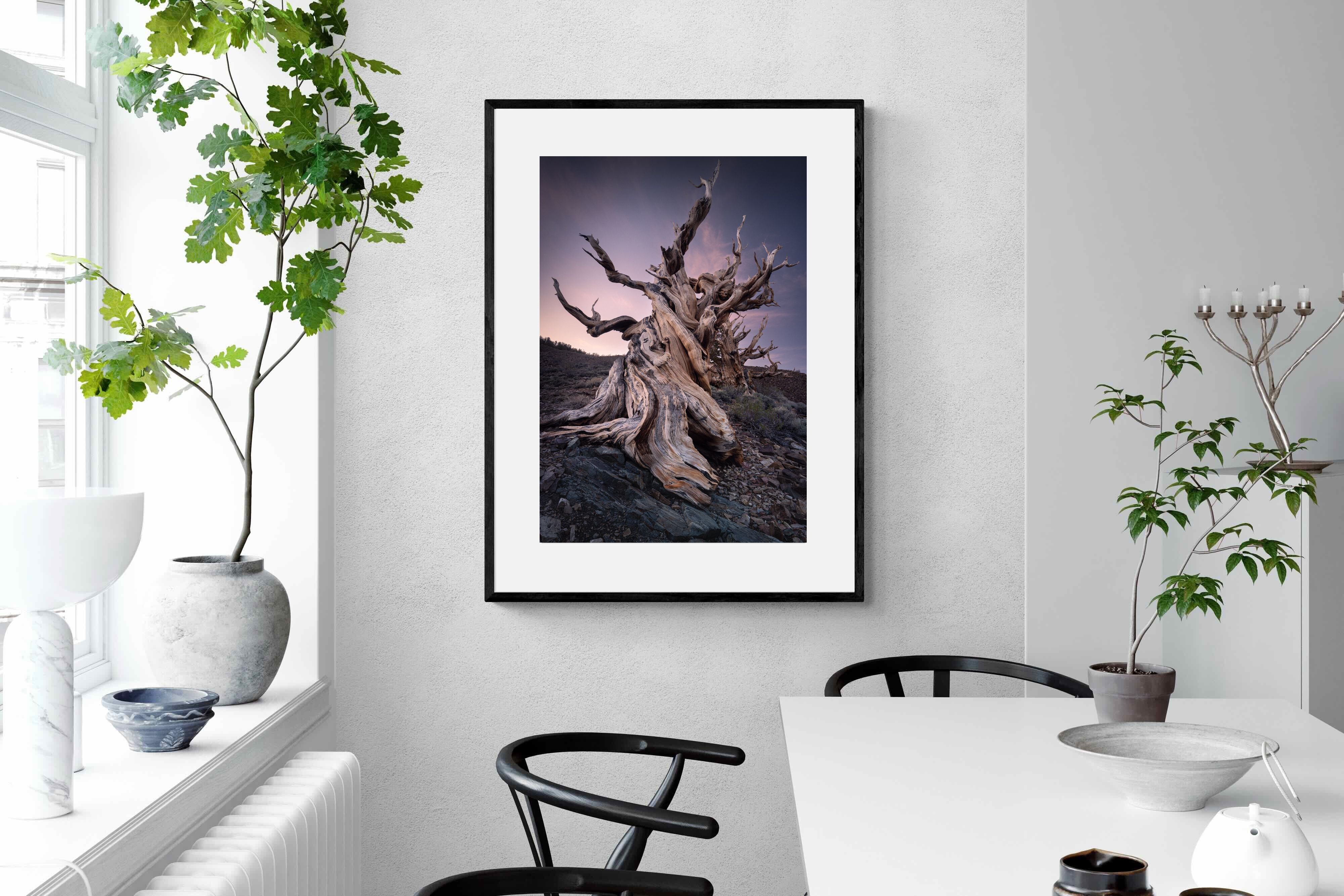 Pixalot Eternal Grain