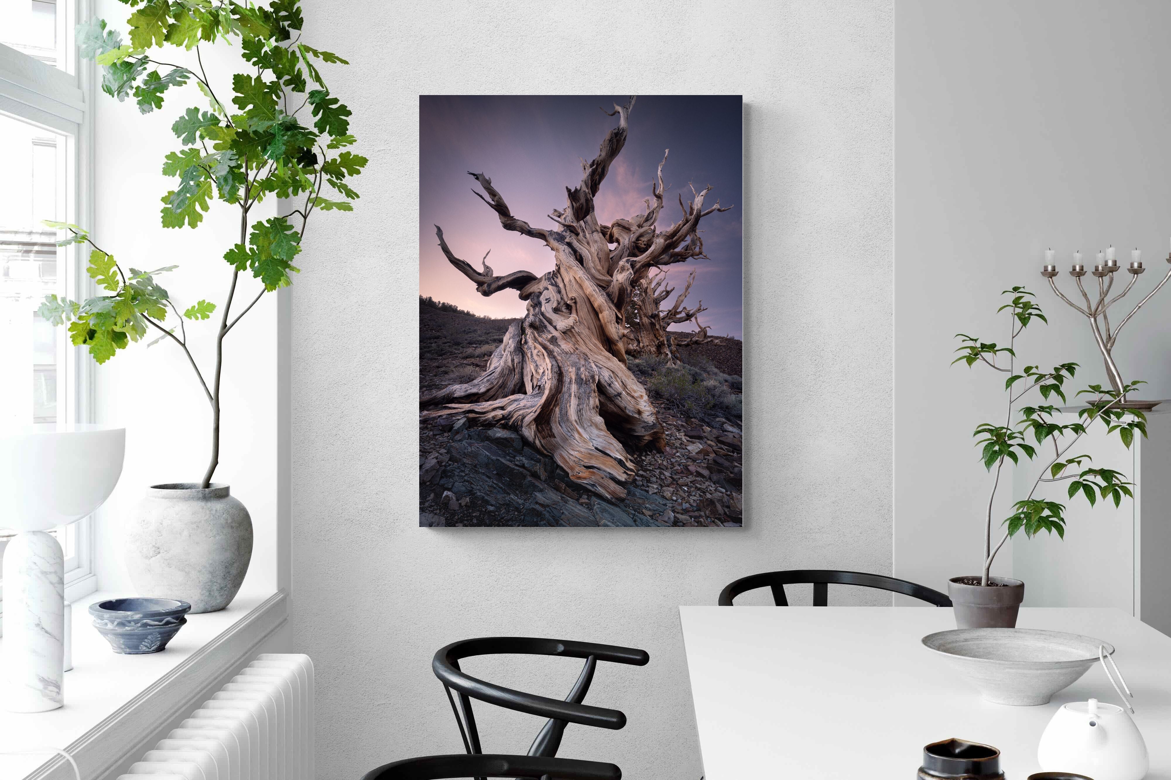 Pixalot Eternal Grain