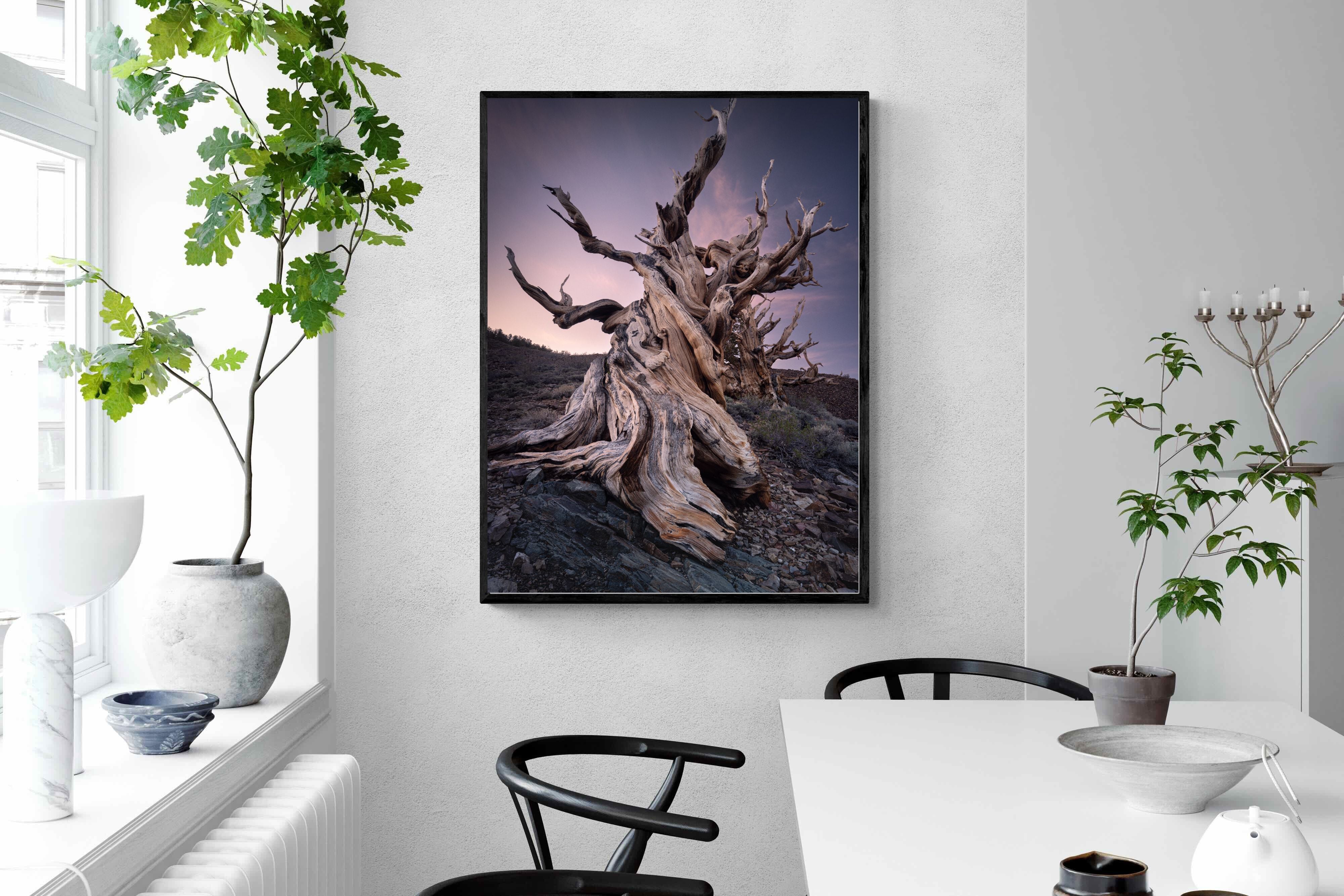 Pixalot Eternal Grain