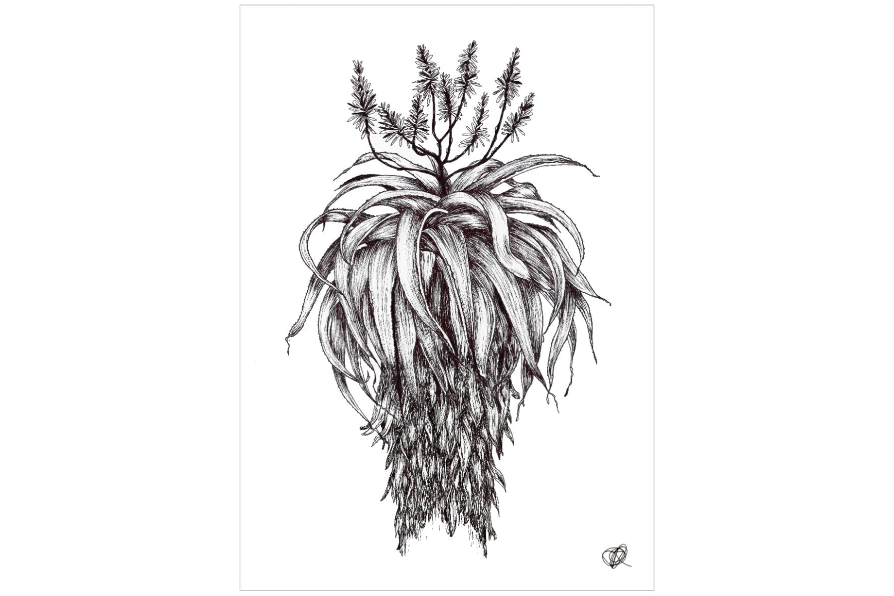 Full Flowering Aloe Illustration