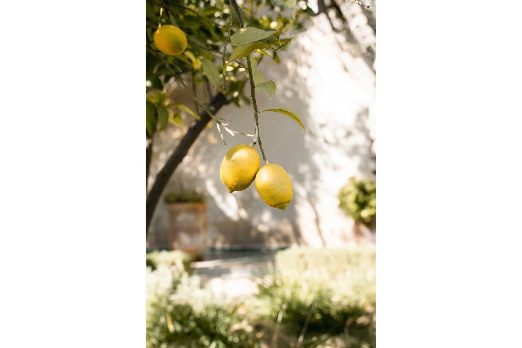 Garden Lemons