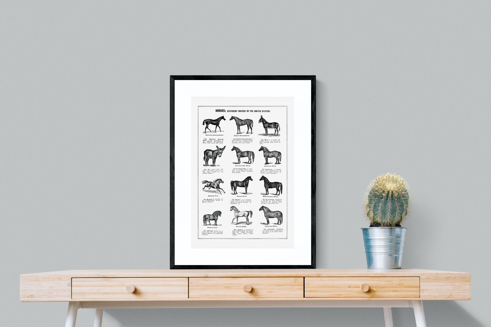 Pixalot Horse Breeds