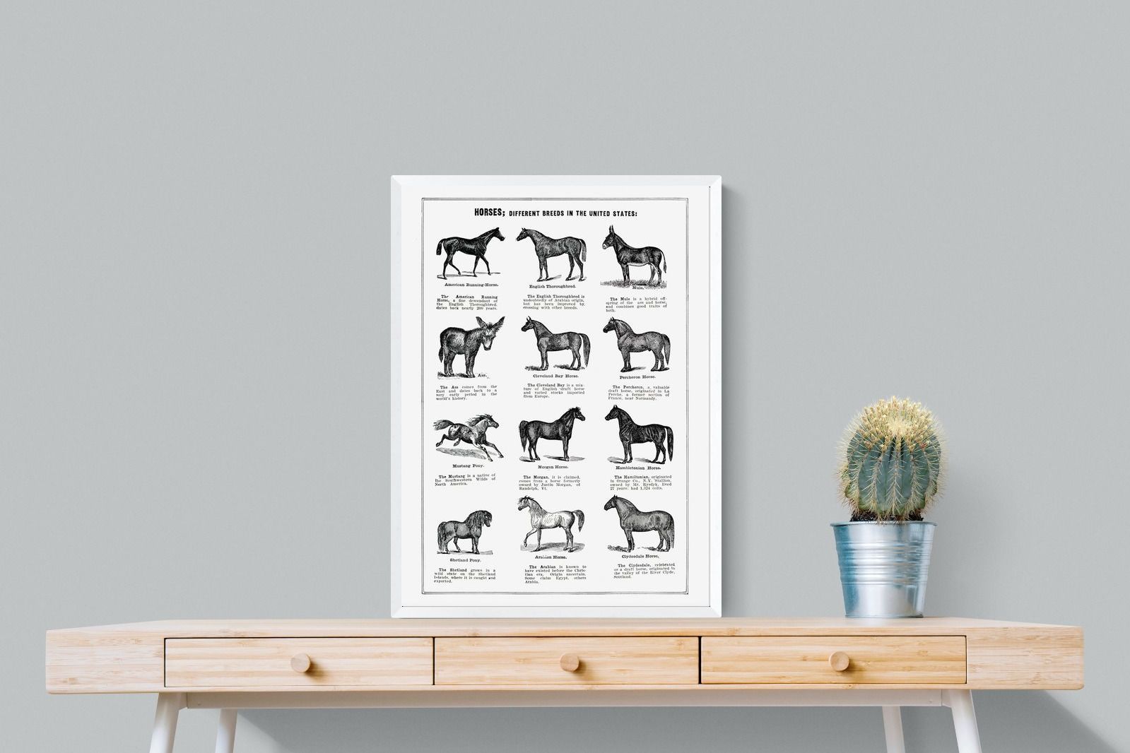 Pixalot Horse Breeds