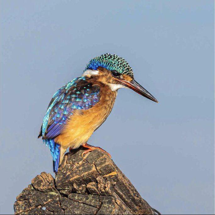 Kingfisher