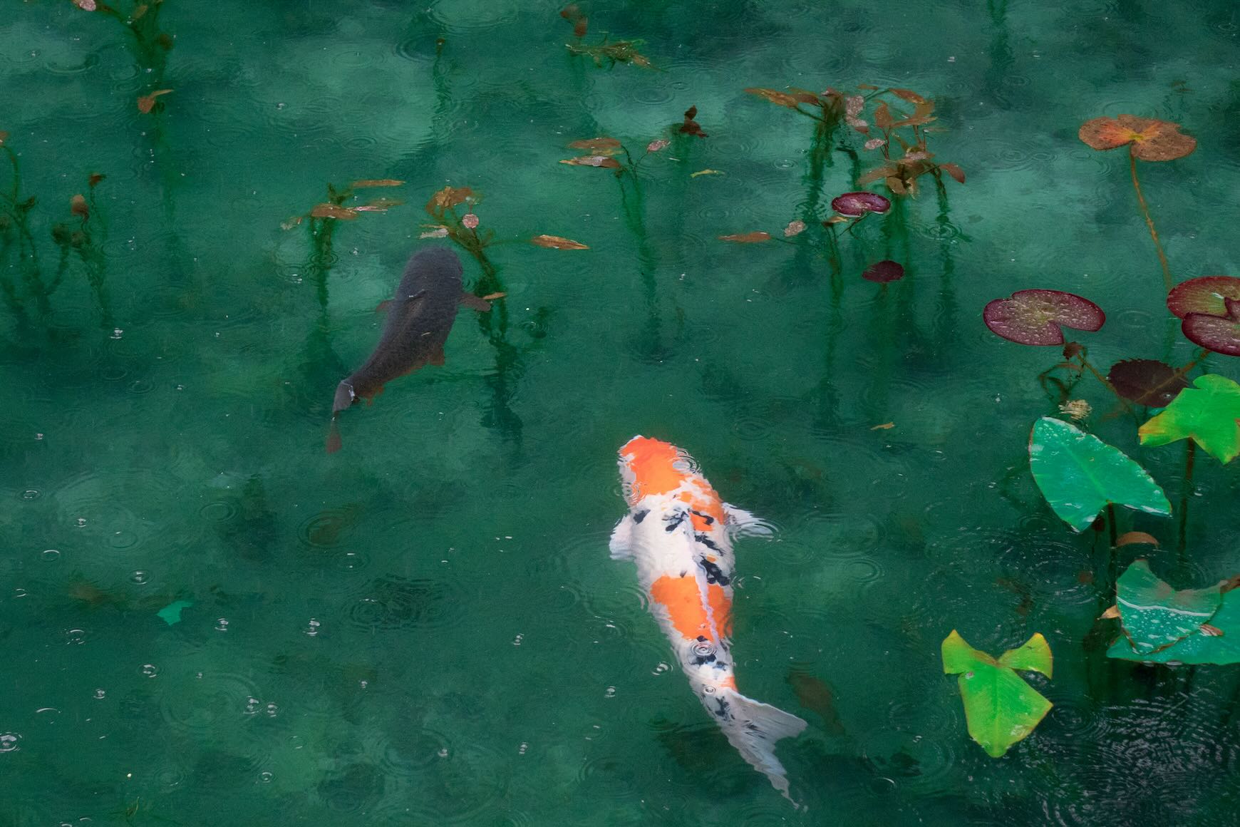 Koi Pond