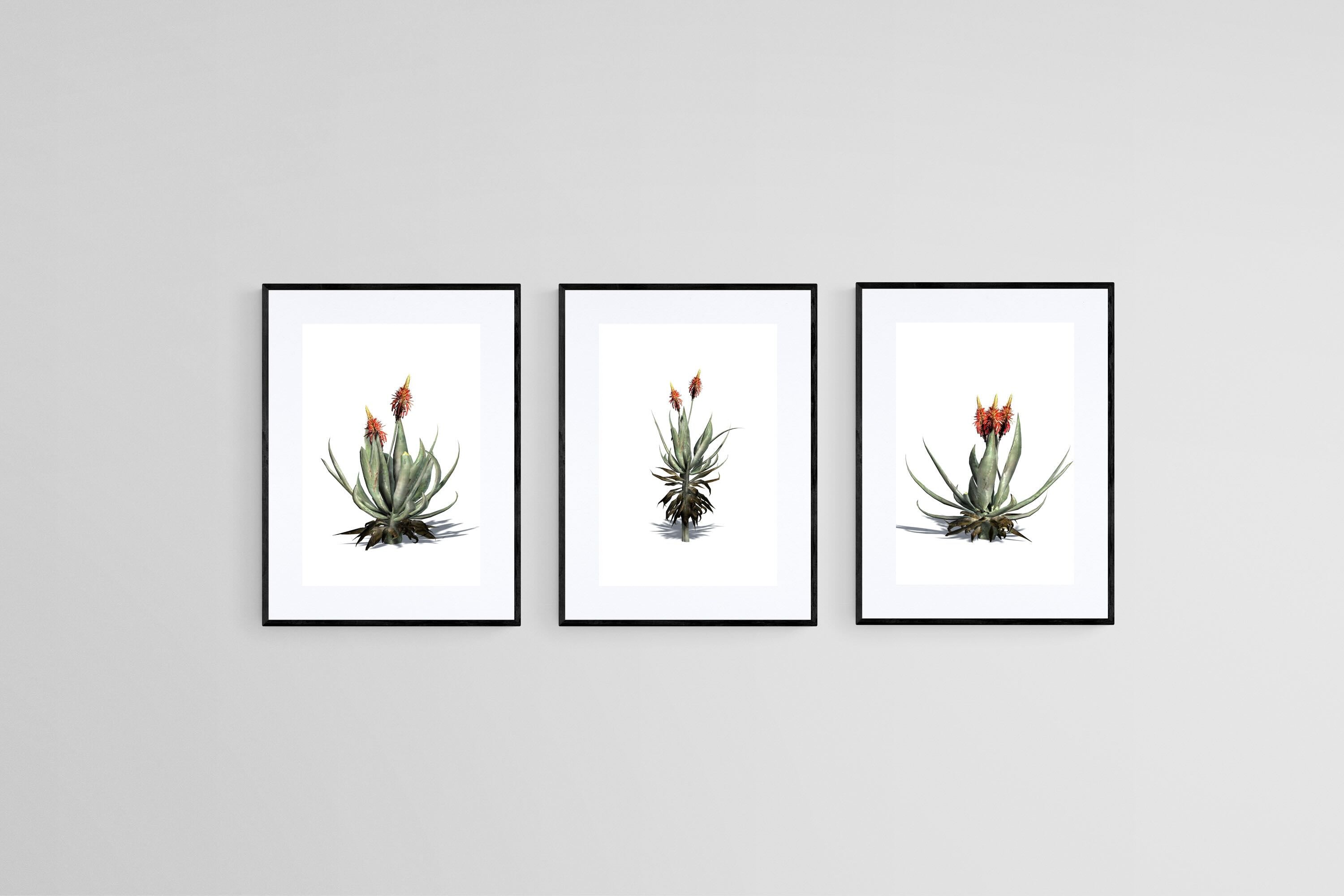 Krantz Aloe Set-Wall_Art-45 x 60cm (x3)-Framed Print-Black-Pixalot