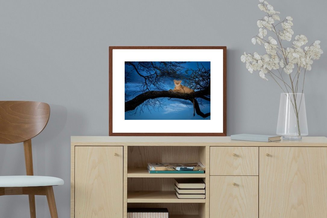 Pixalot ® Lion at Dusk