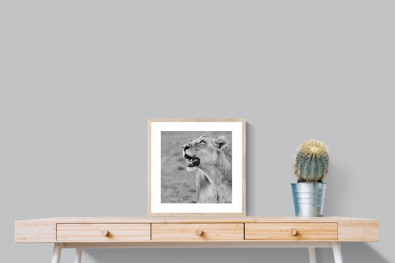 Pixalot Lioness Glance