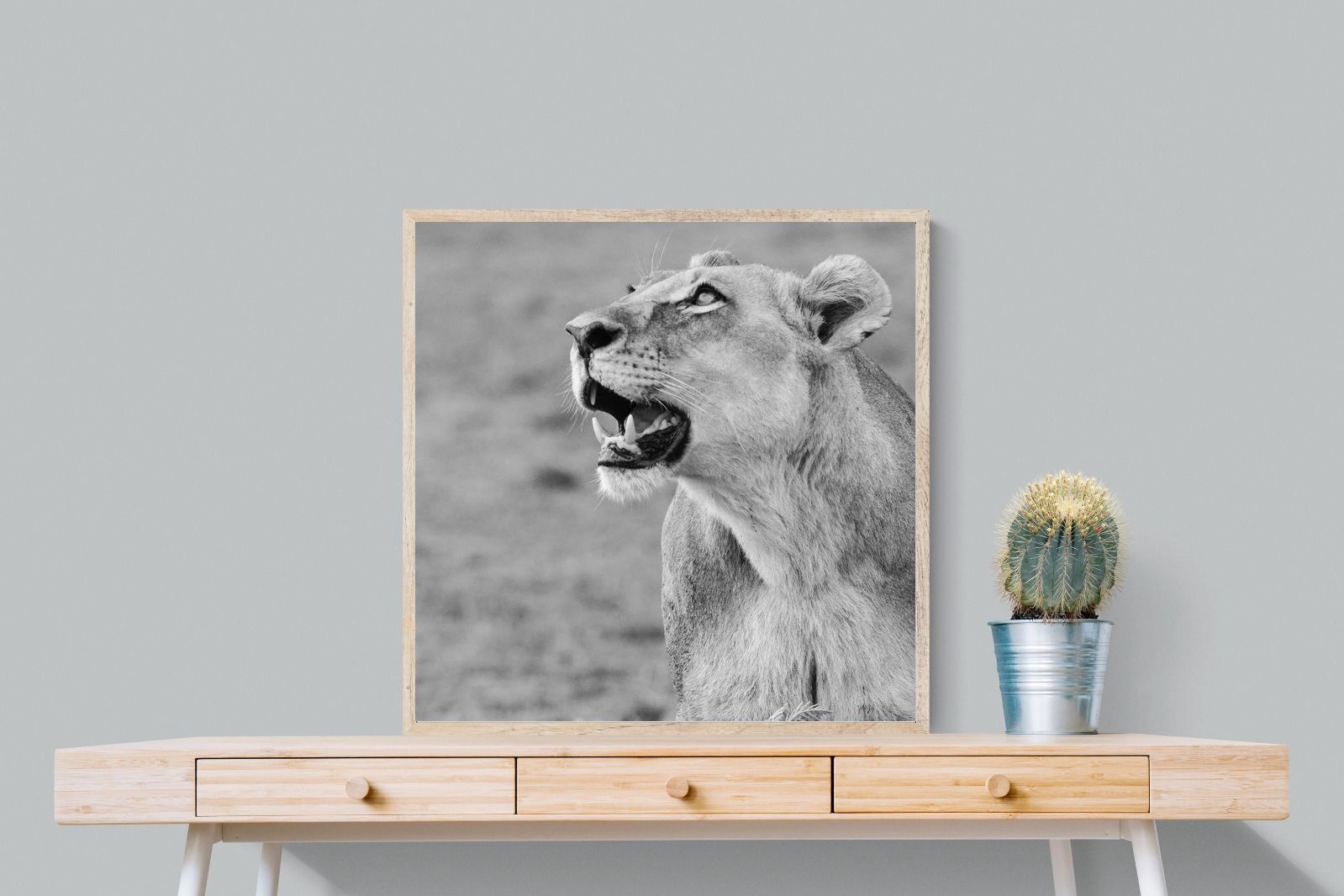 Pixalot Lioness Glance