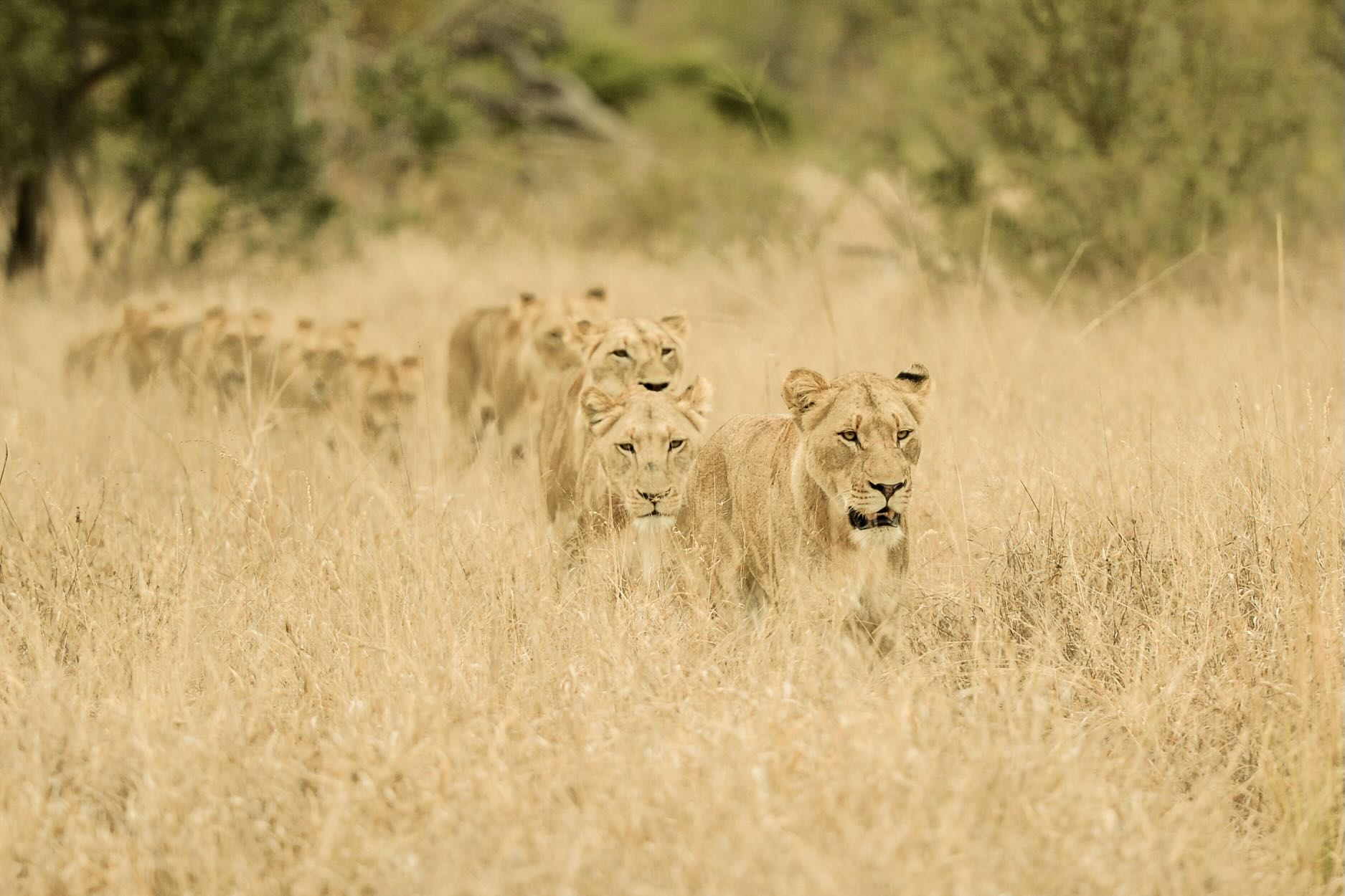 Lionesses in Formation