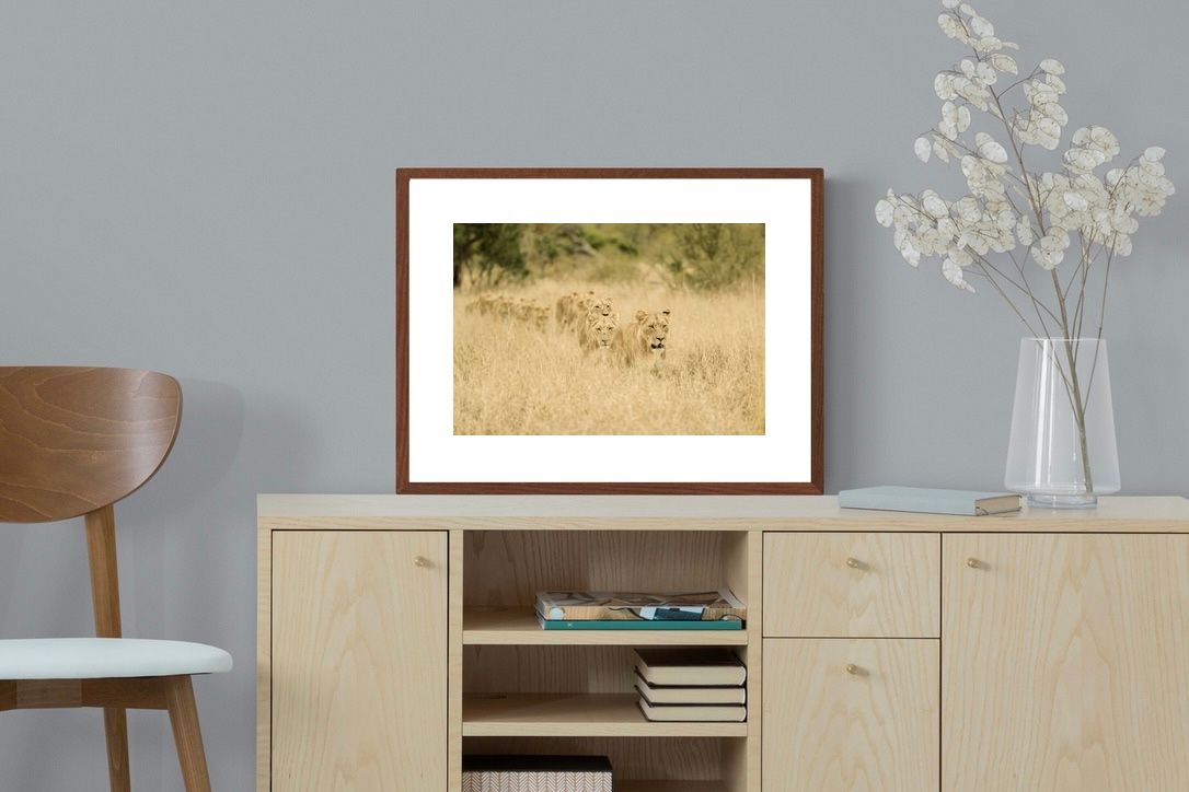 Pixalot ® Lionesses in Formation