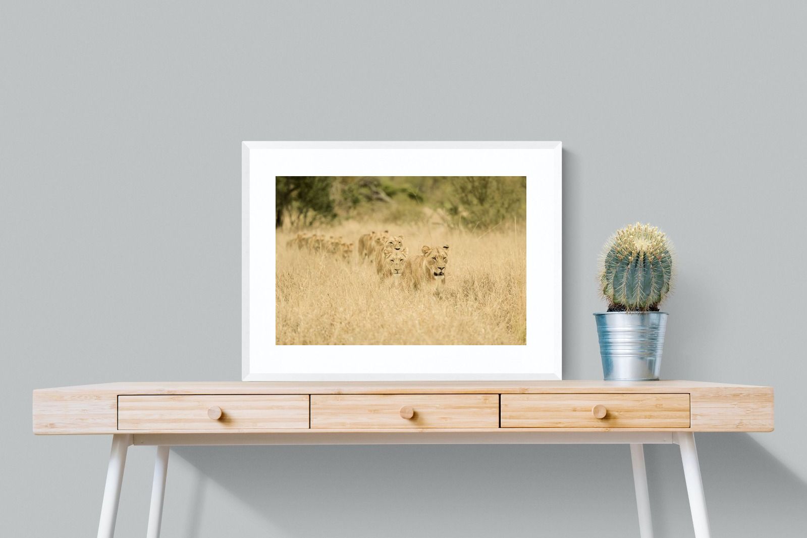 Pixalot Lionesses in Formation