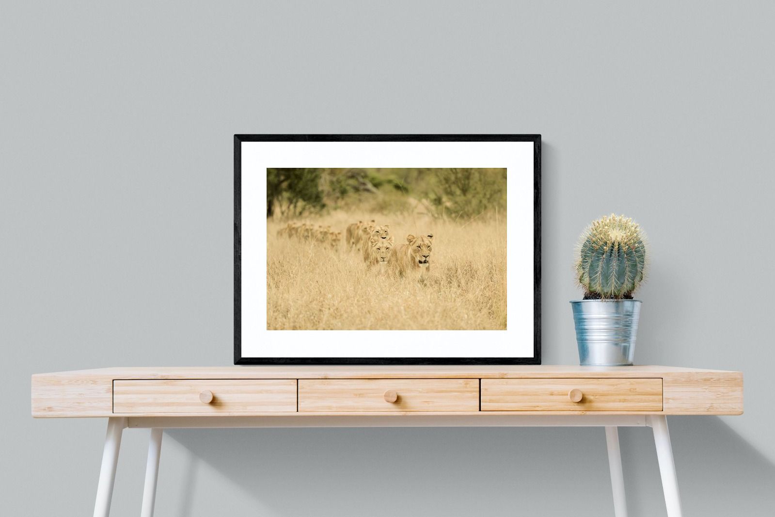 Pixalot Lionesses in Formation