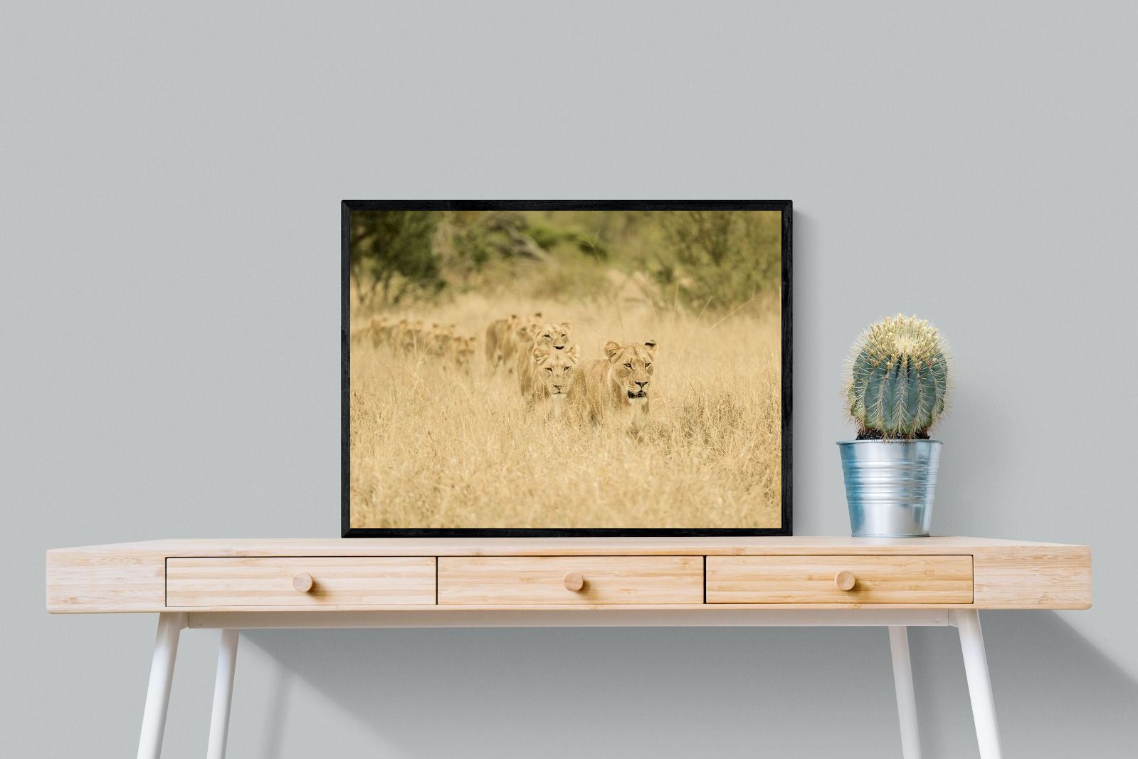 Pixalot Lionesses in Formation