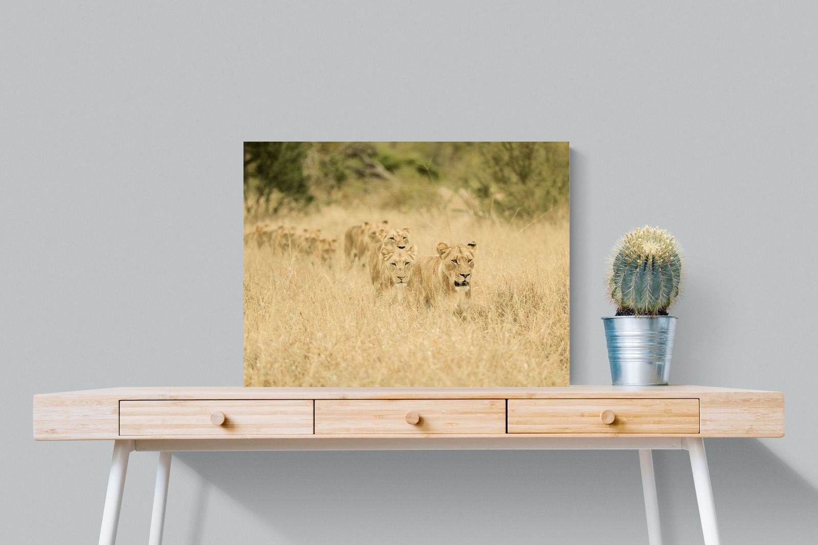 Pixalot Lionesses in Formation