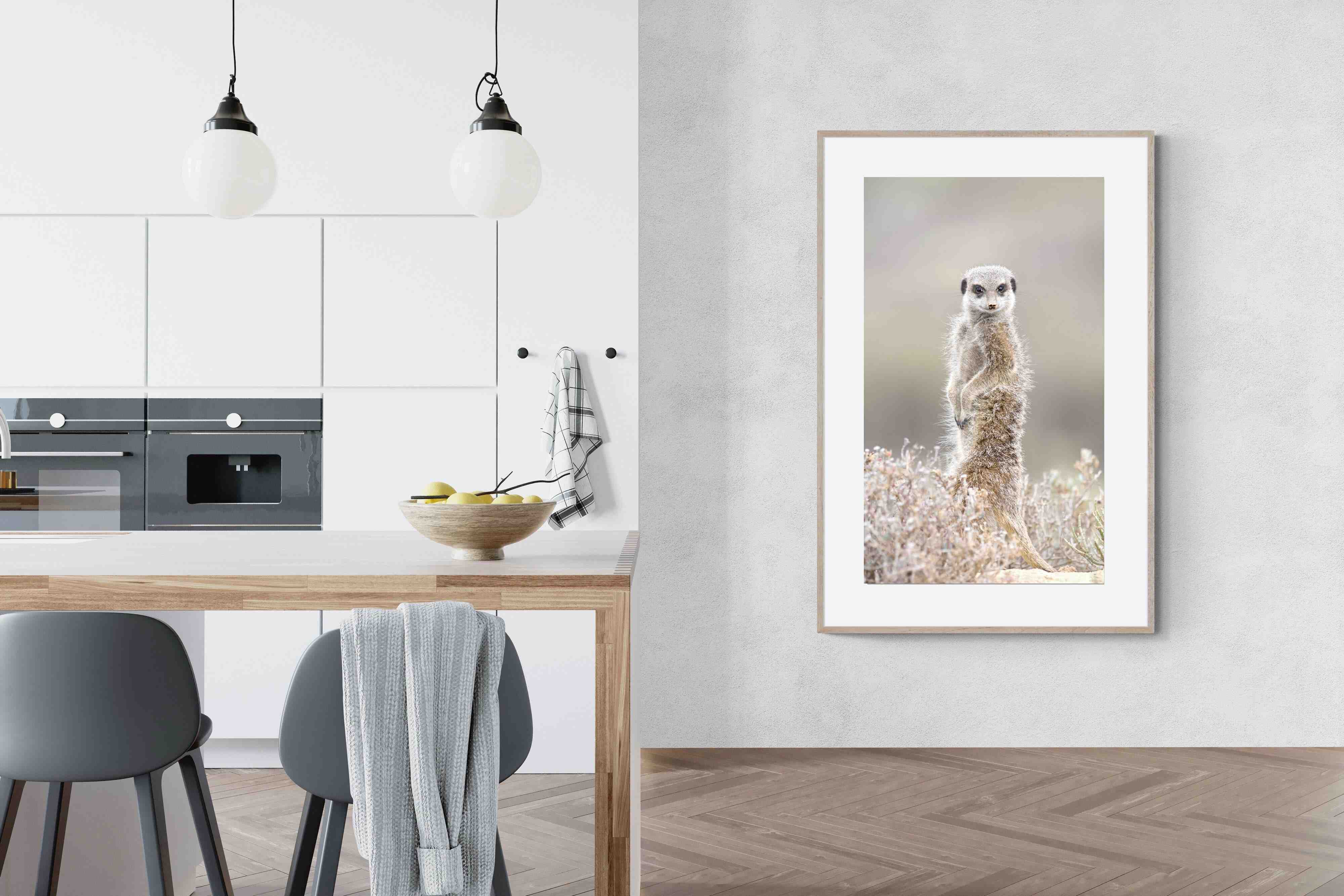 Pixalot Meerkat