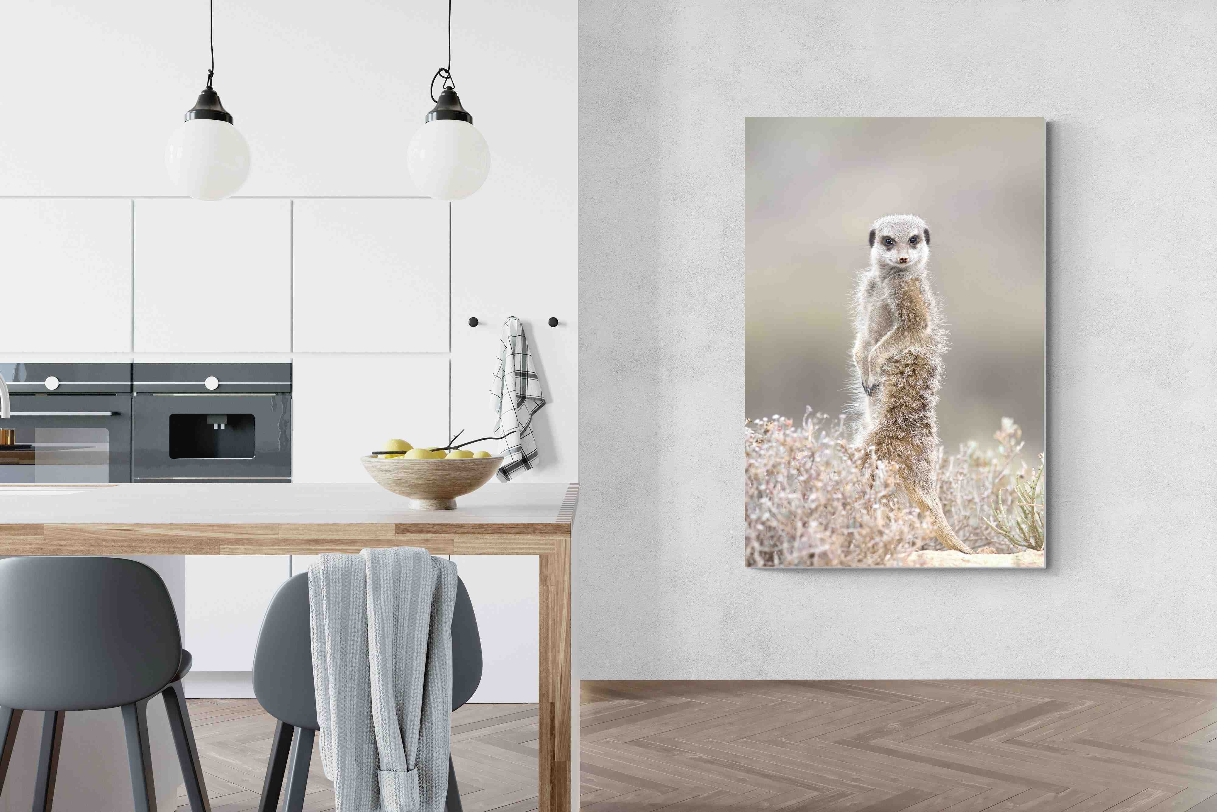 Pixalot Meerkat