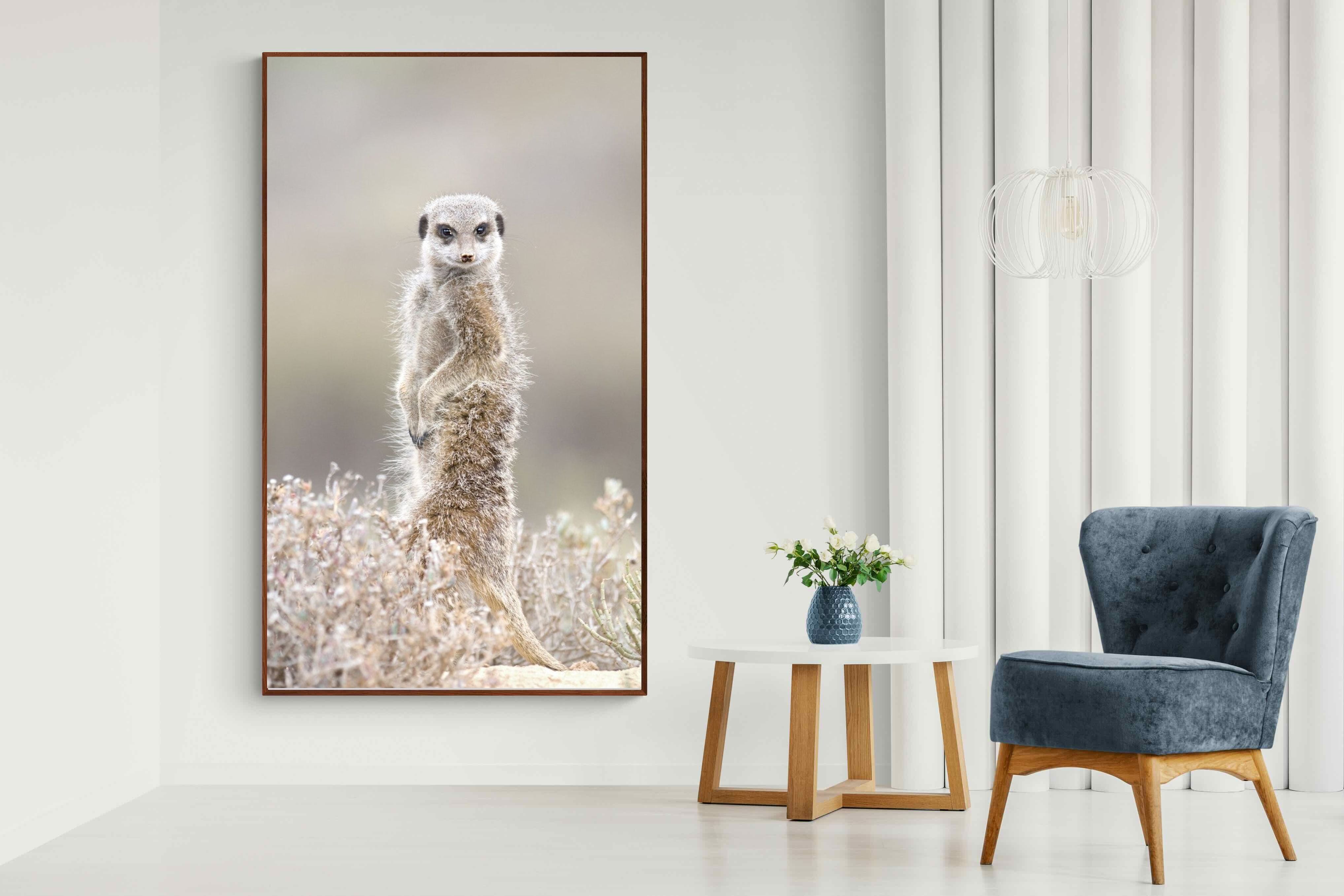 Pixalot Meerkat