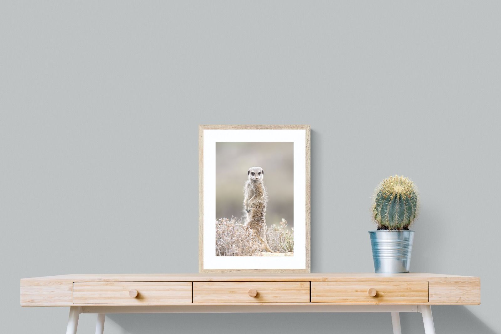 Pixalot Meerkat