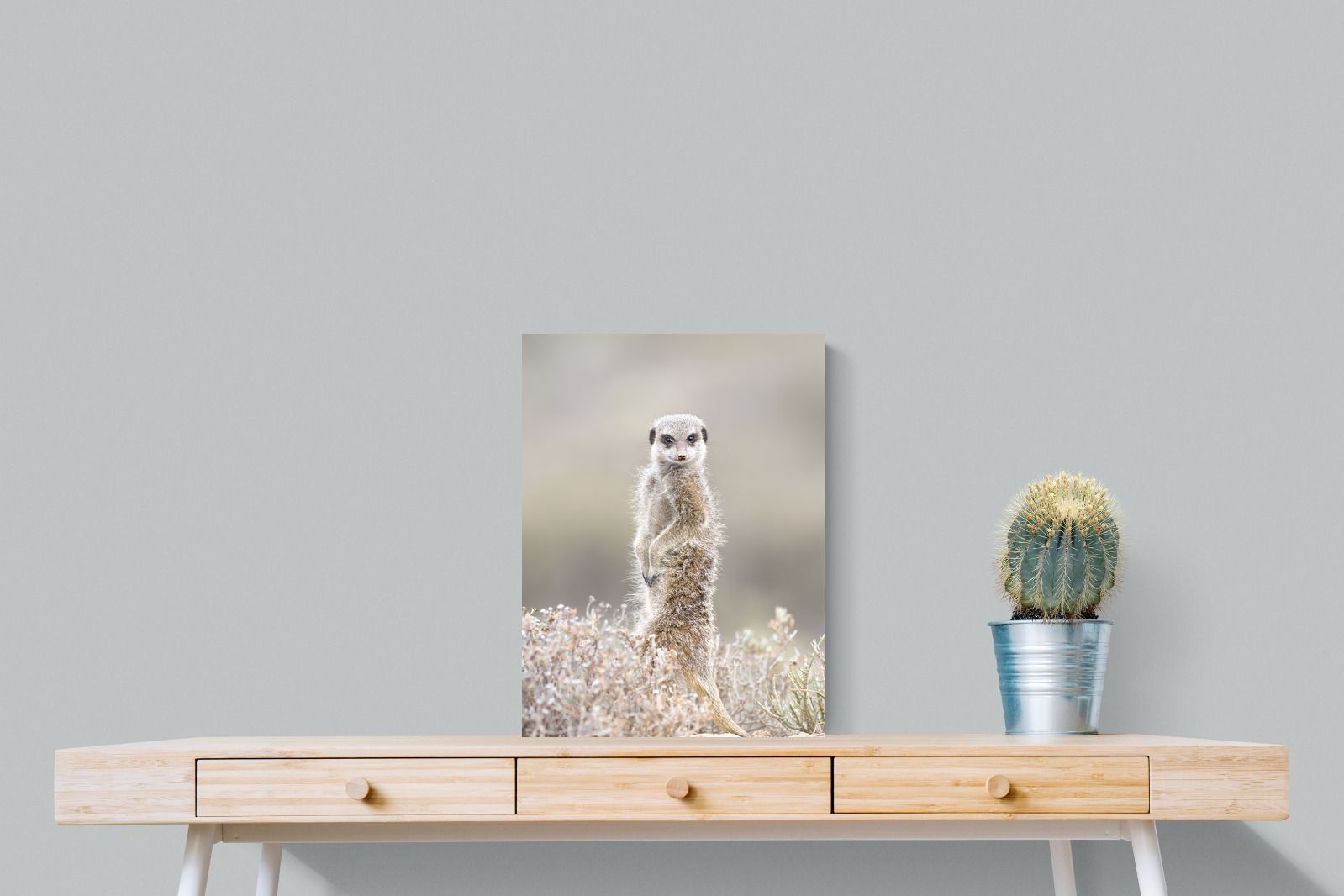 Pixalot Meerkat