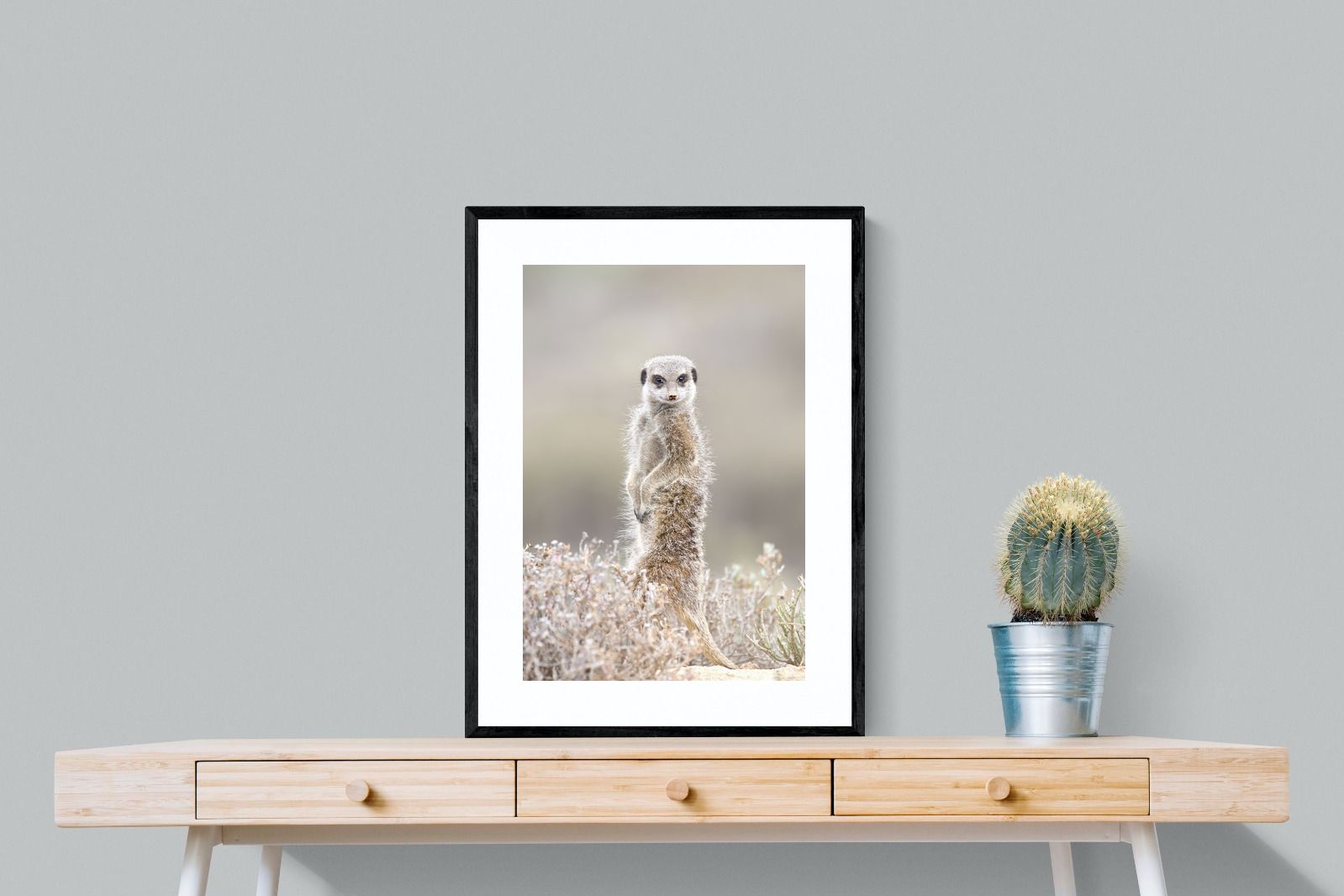 Pixalot Meerkat