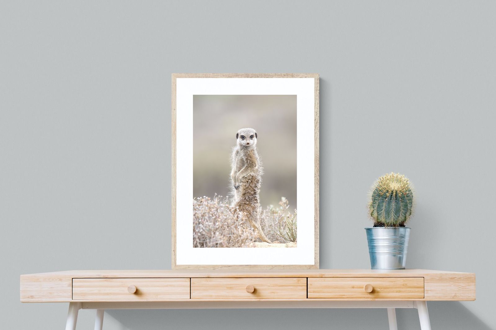 Pixalot Meerkat