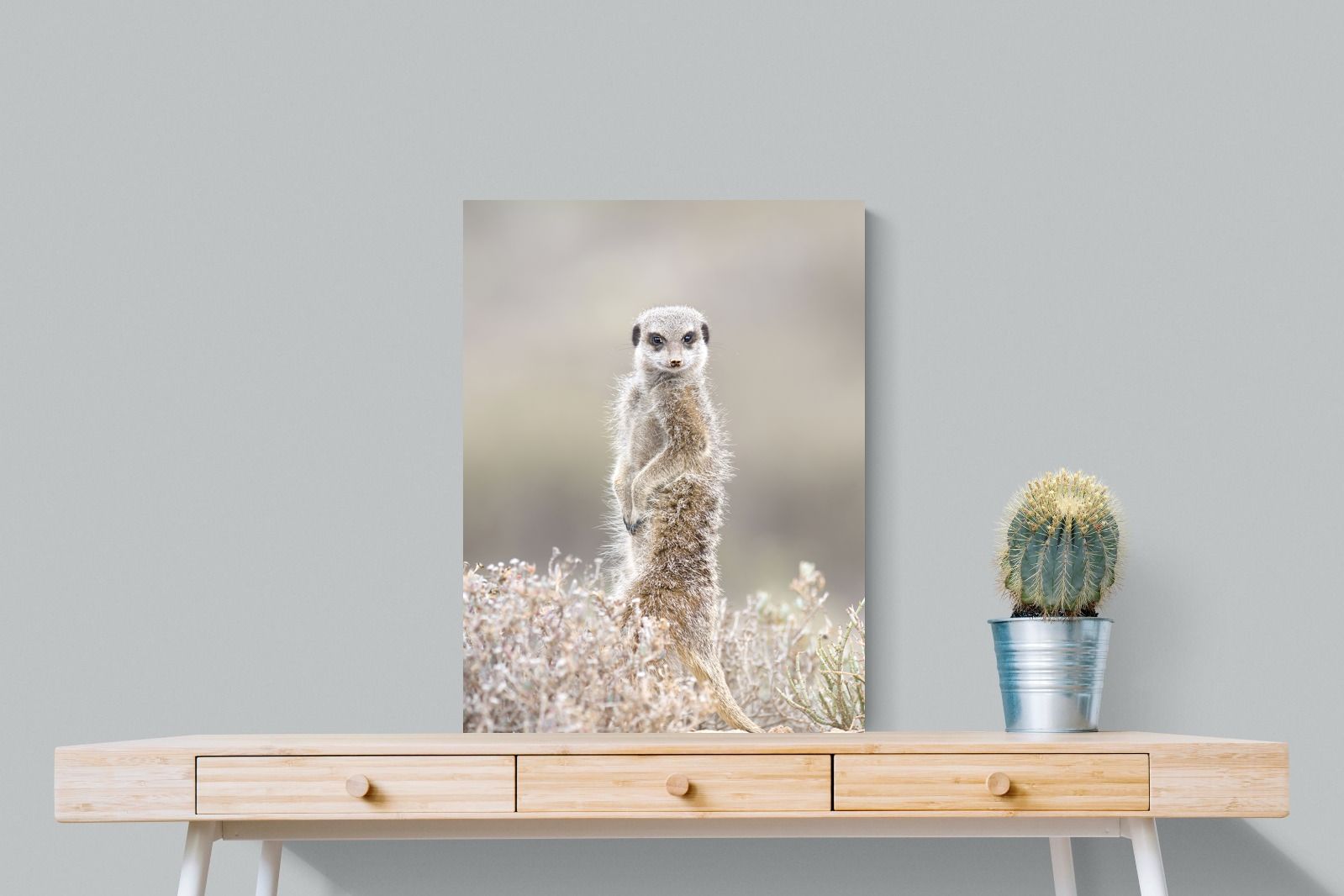 Pixalot Meerkat