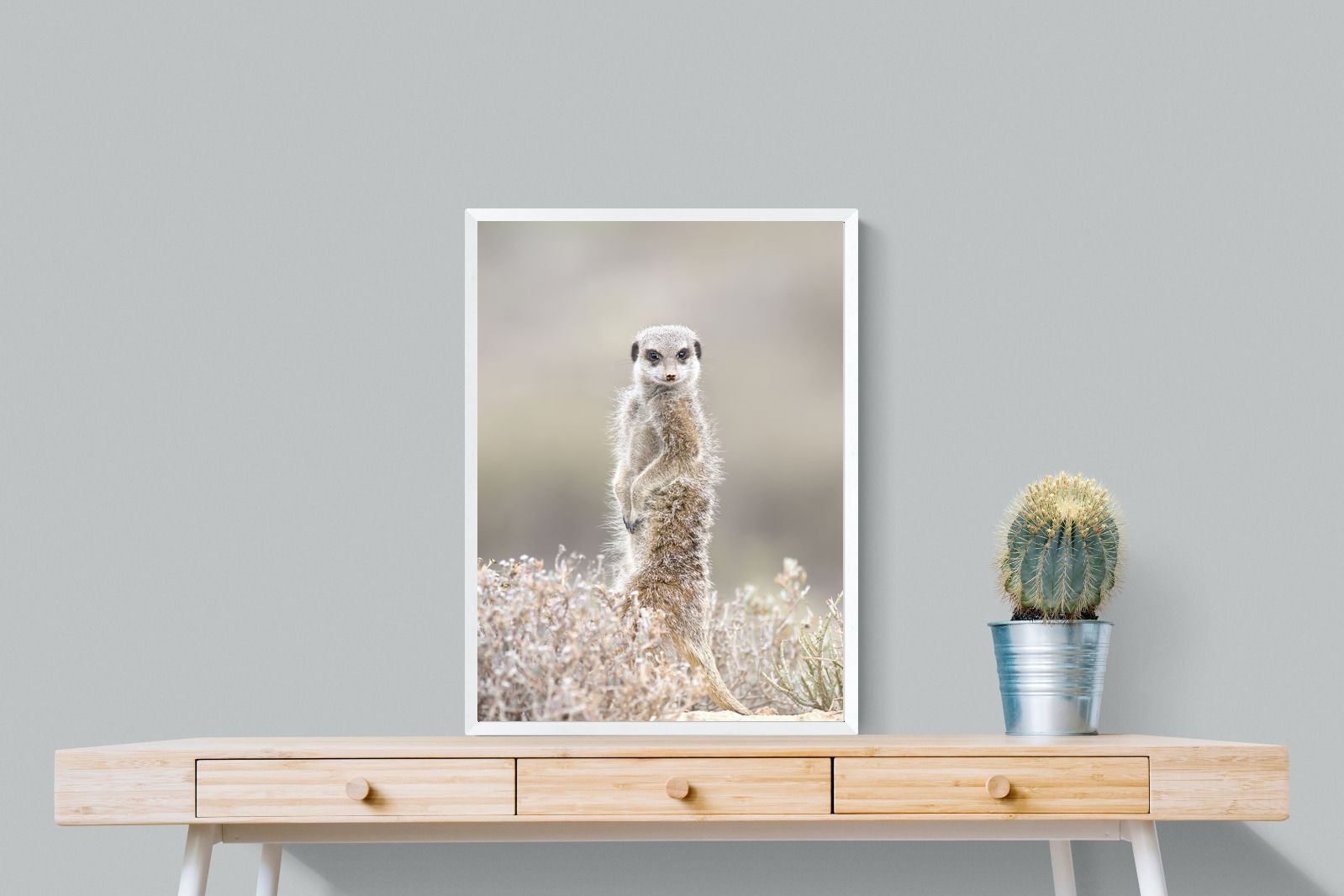 Pixalot Meerkat
