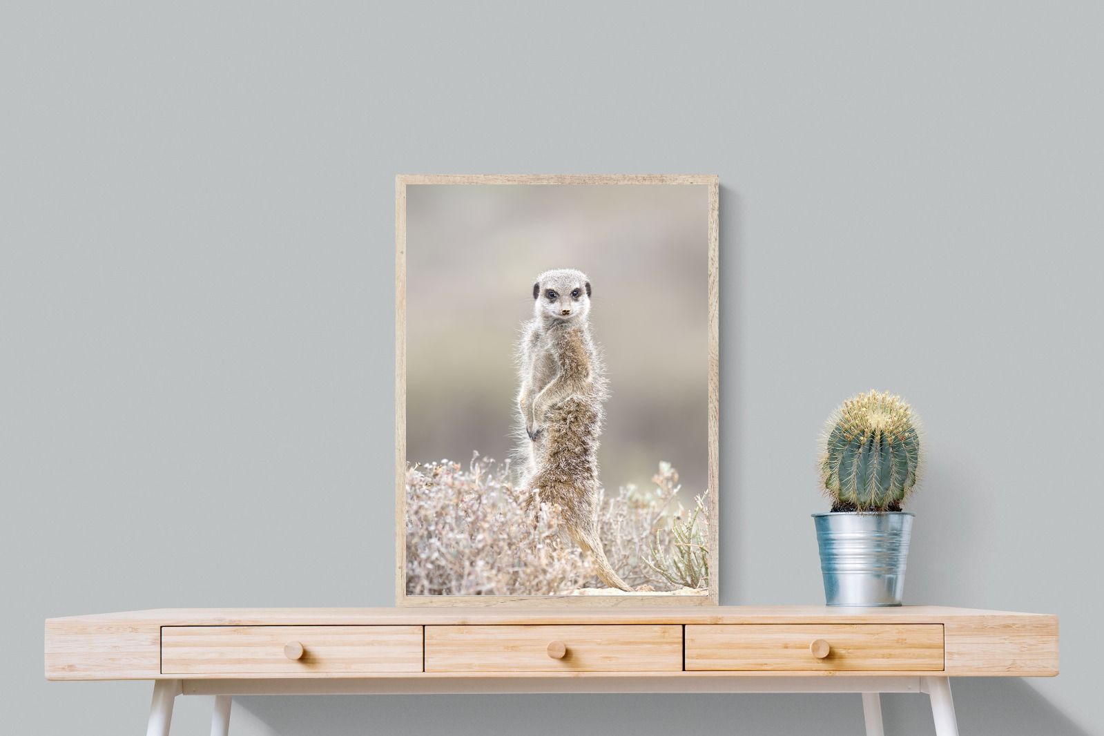 Pixalot Meerkat