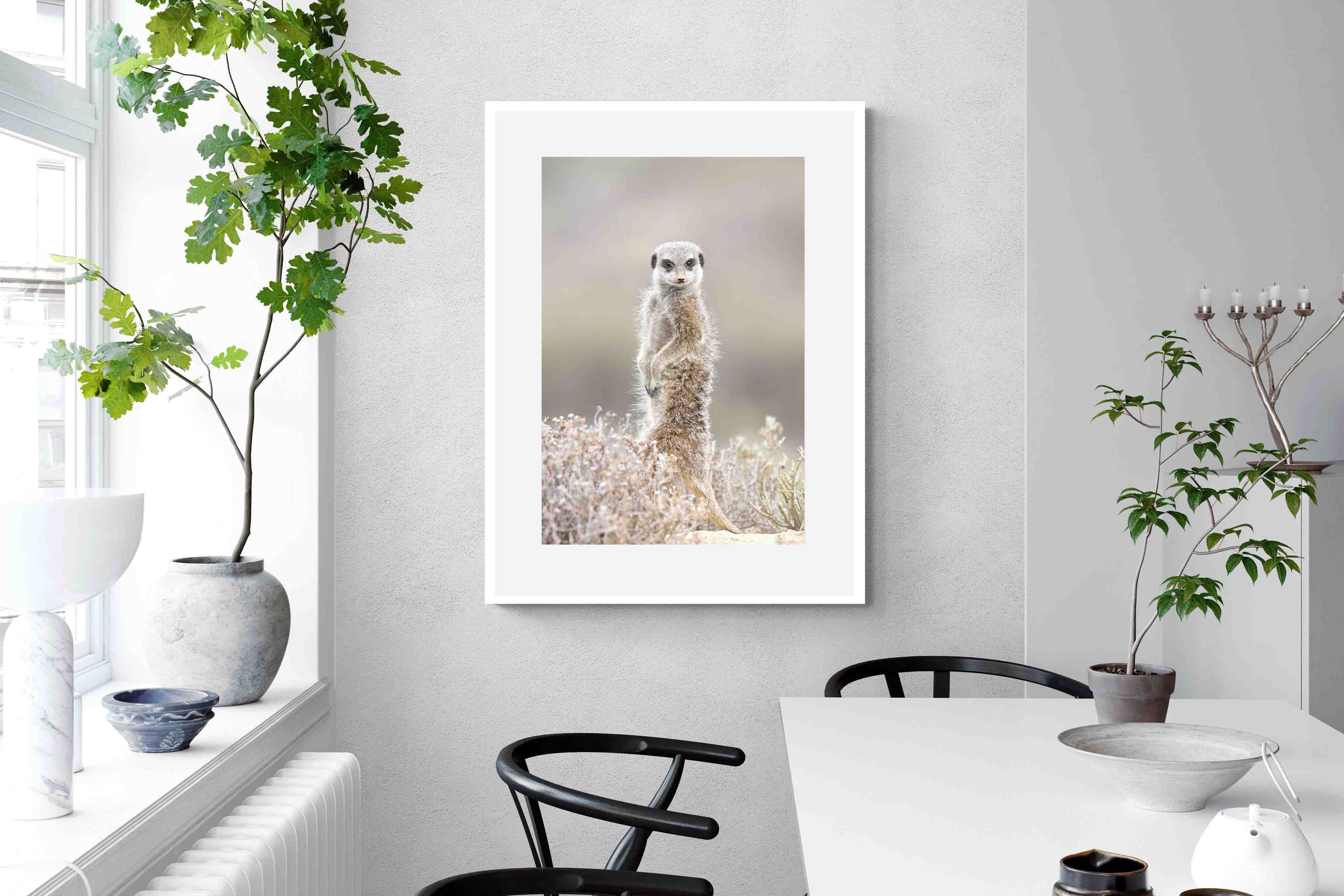 Pixalot Meerkat
