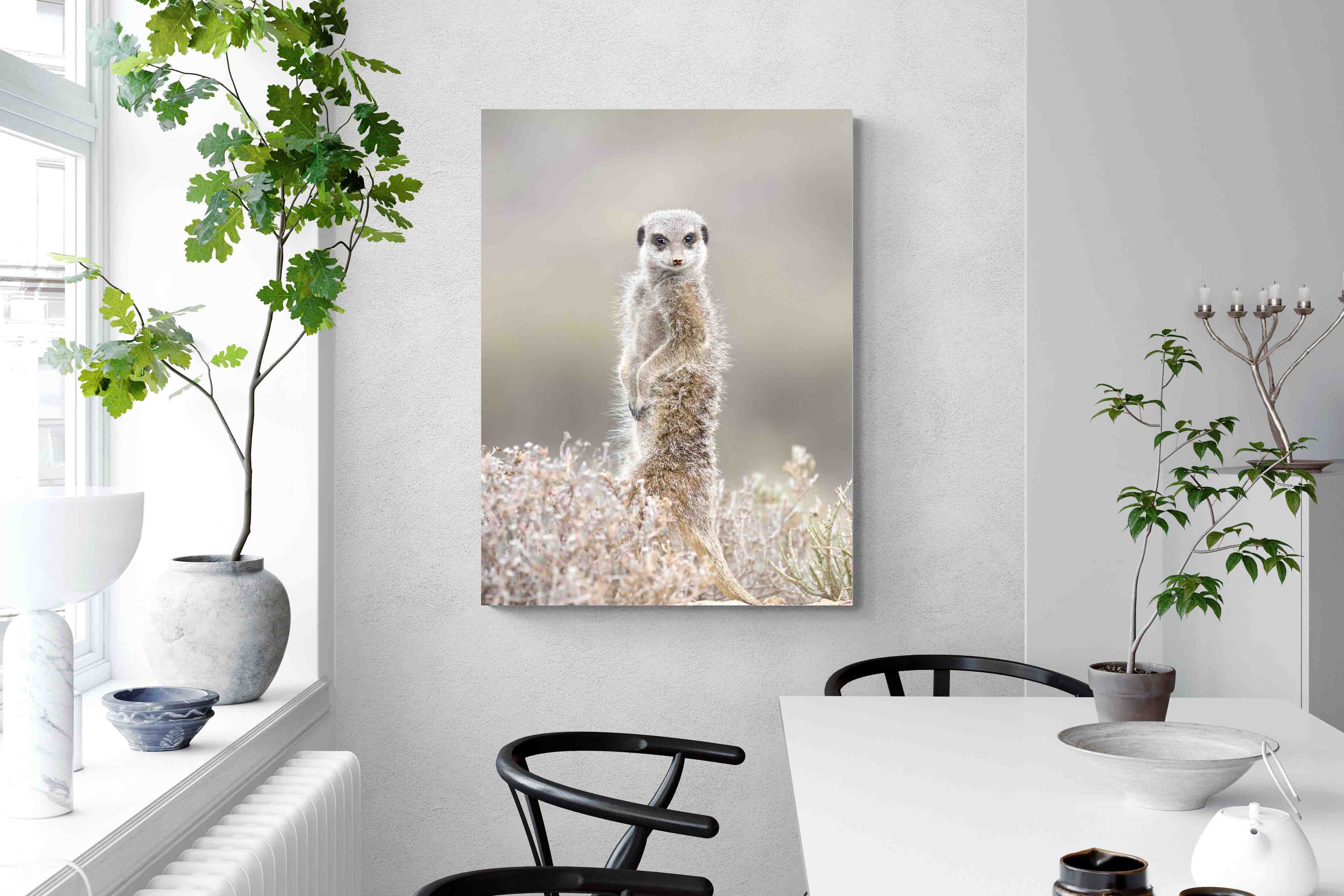 Pixalot Meerkat