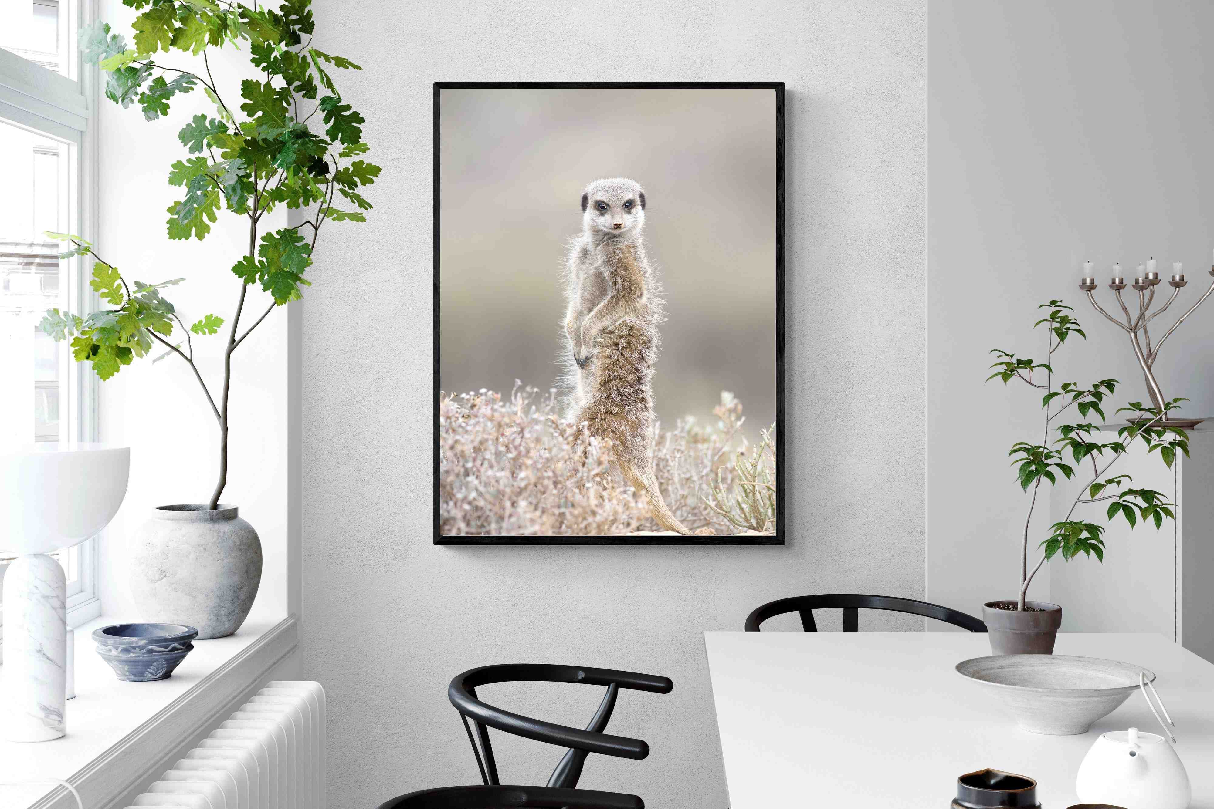 Pixalot Meerkat
