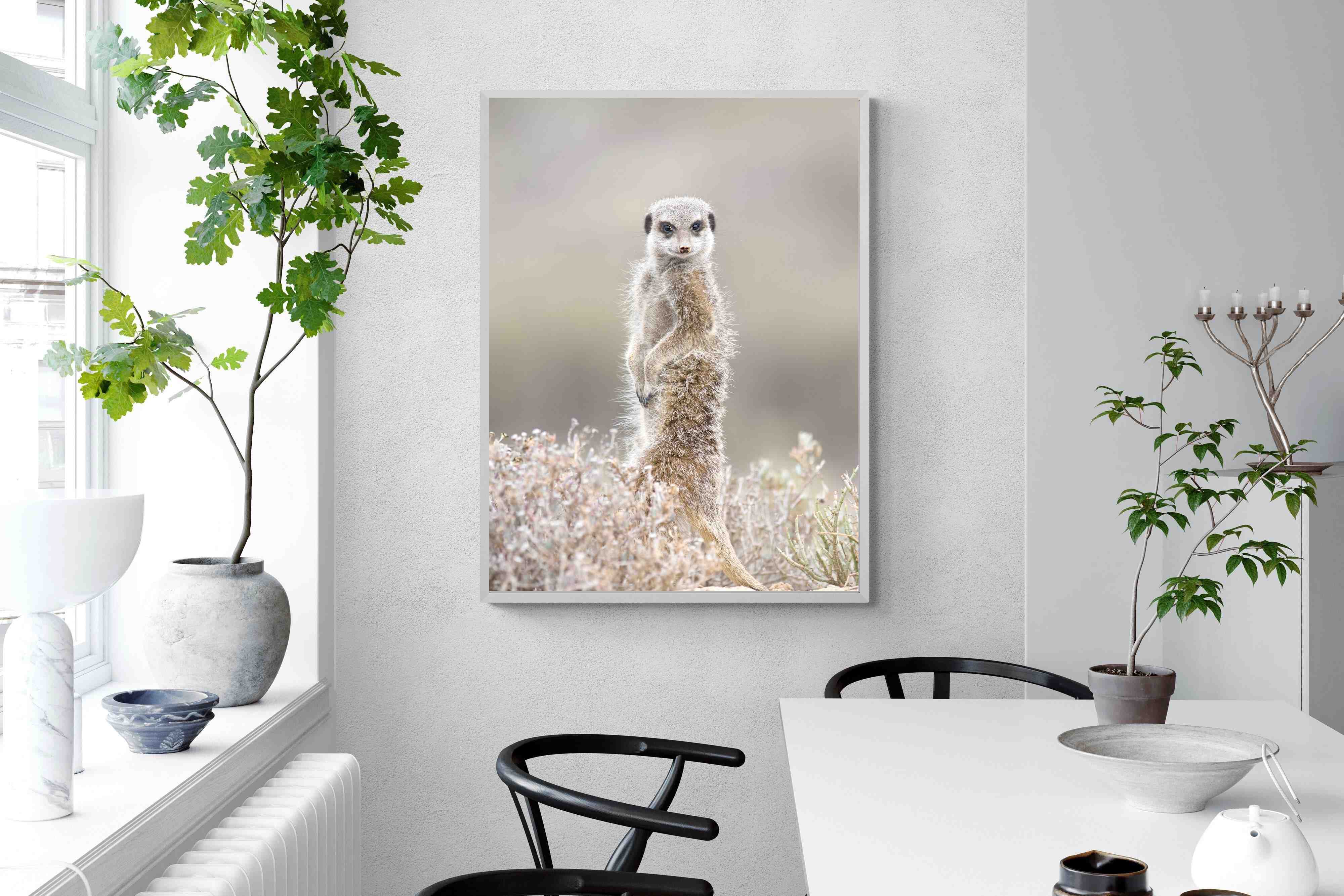 Pixalot Meerkat