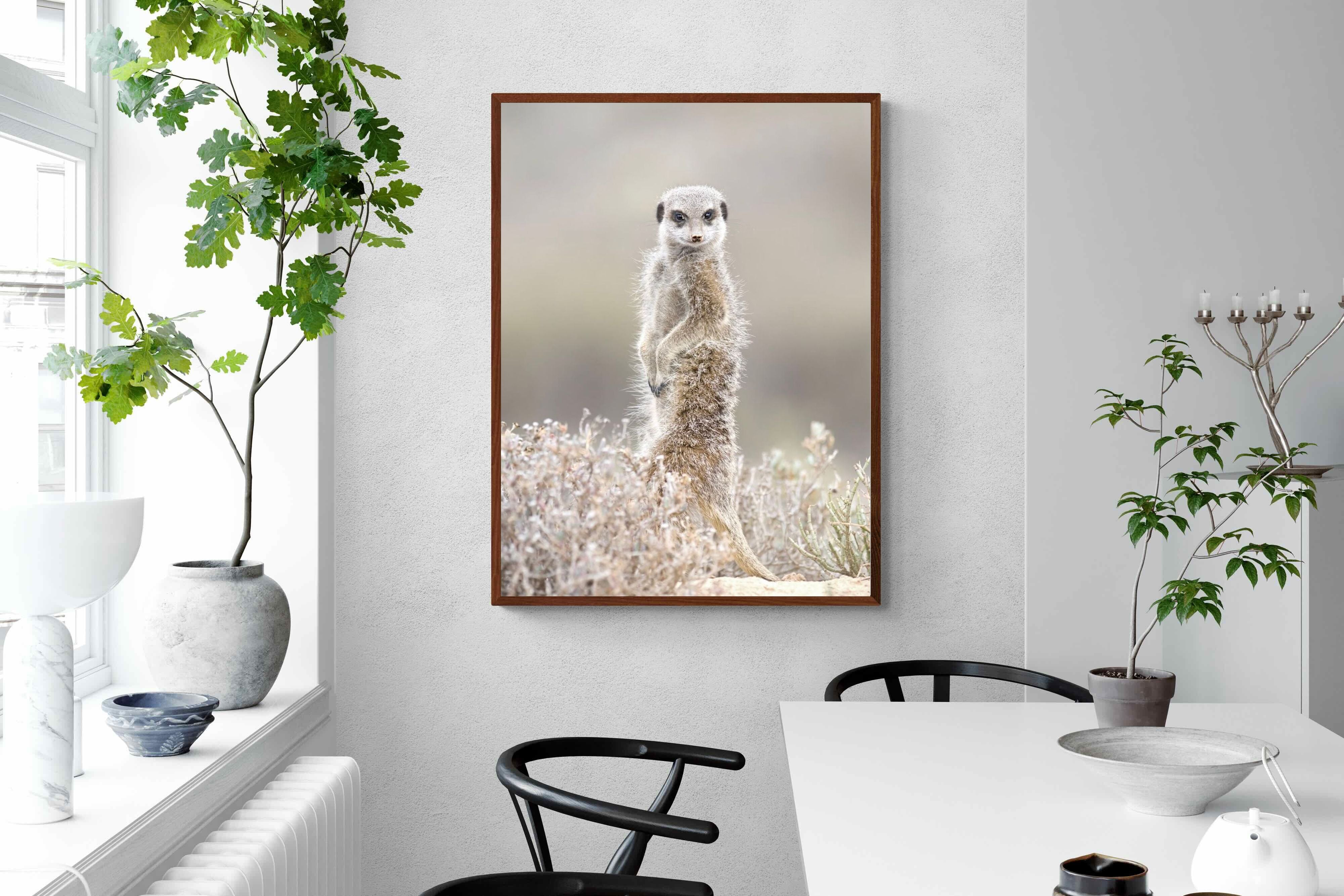 Pixalot Meerkat