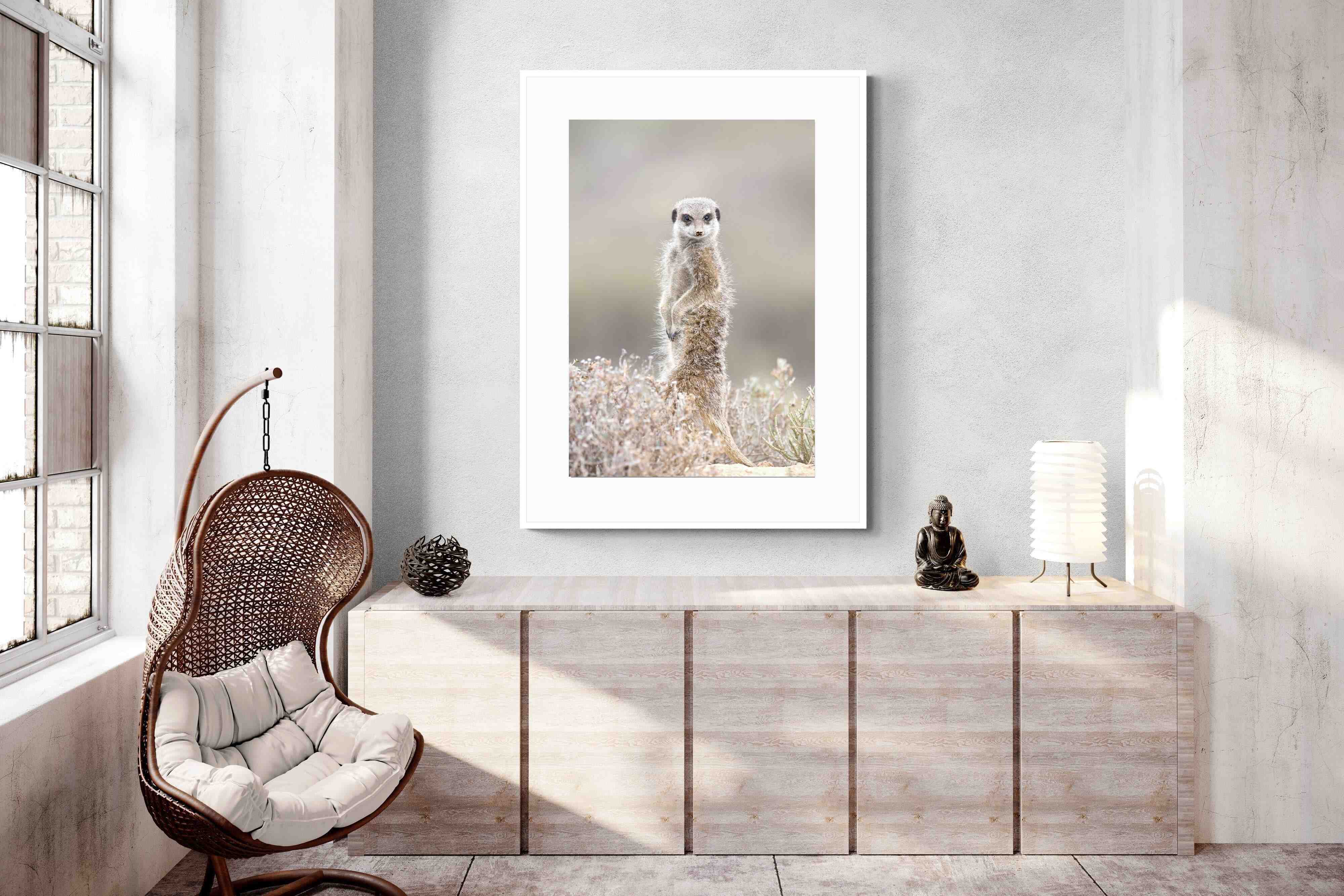 Pixalot Meerkat