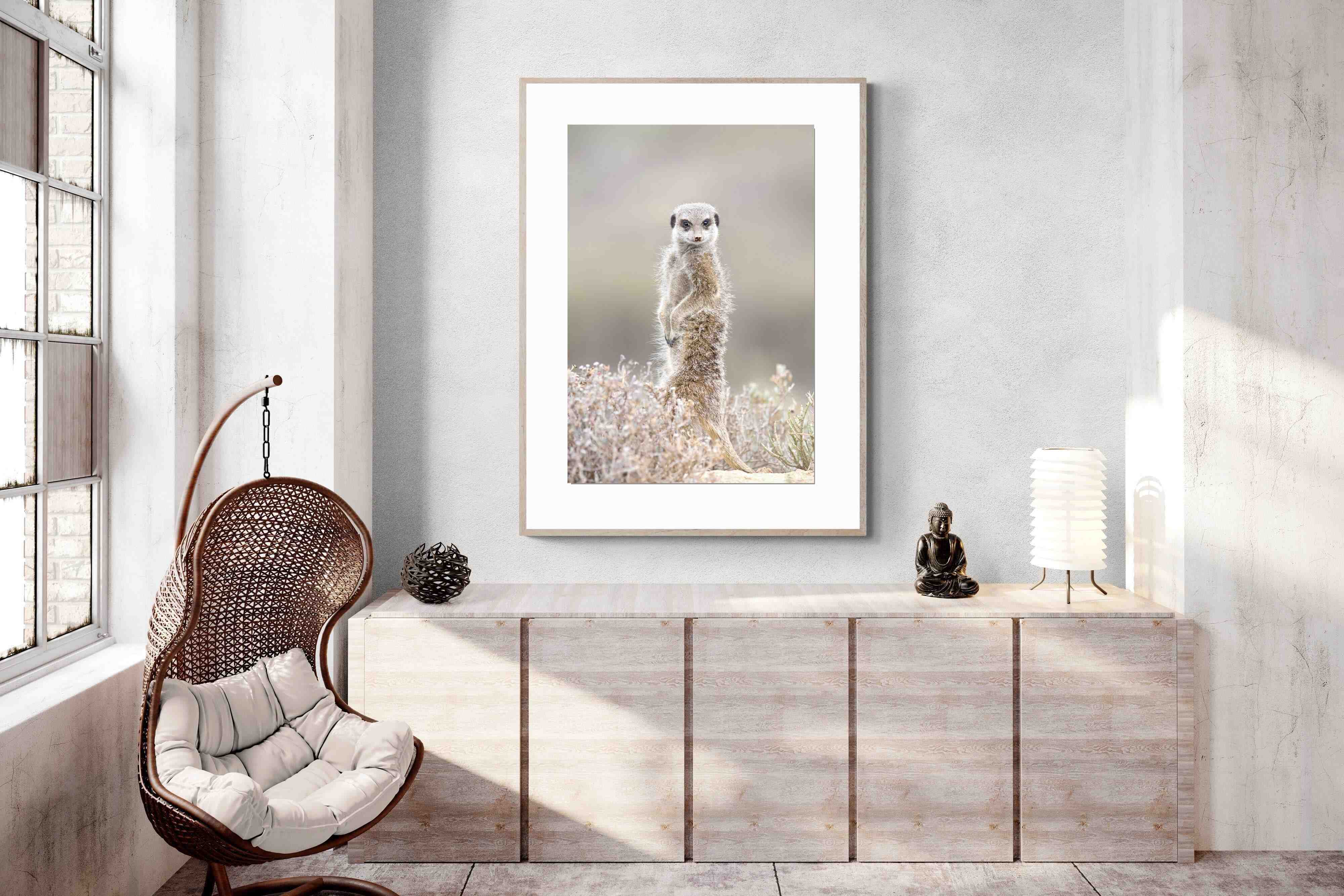 Pixalot Meerkat