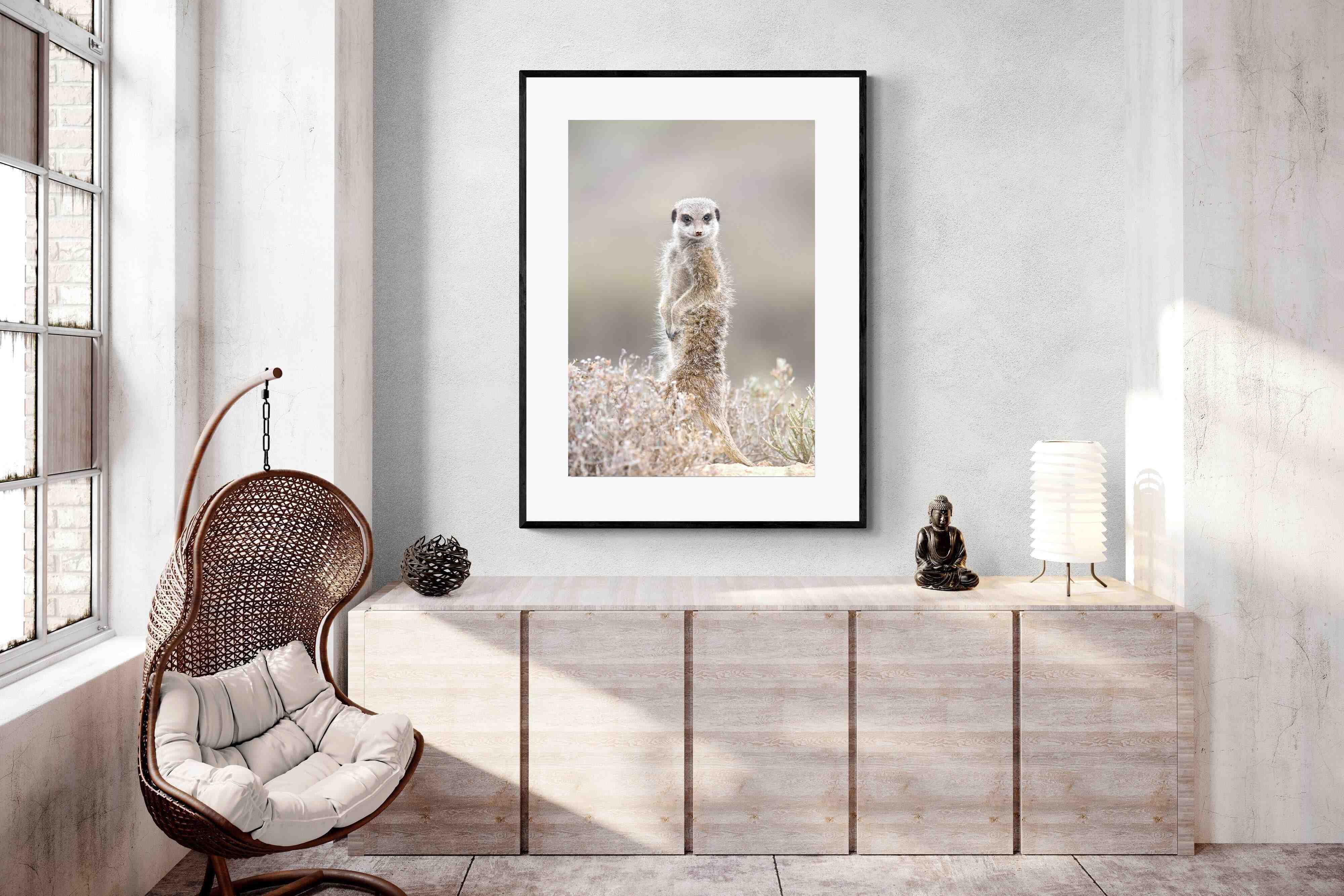 Pixalot Meerkat