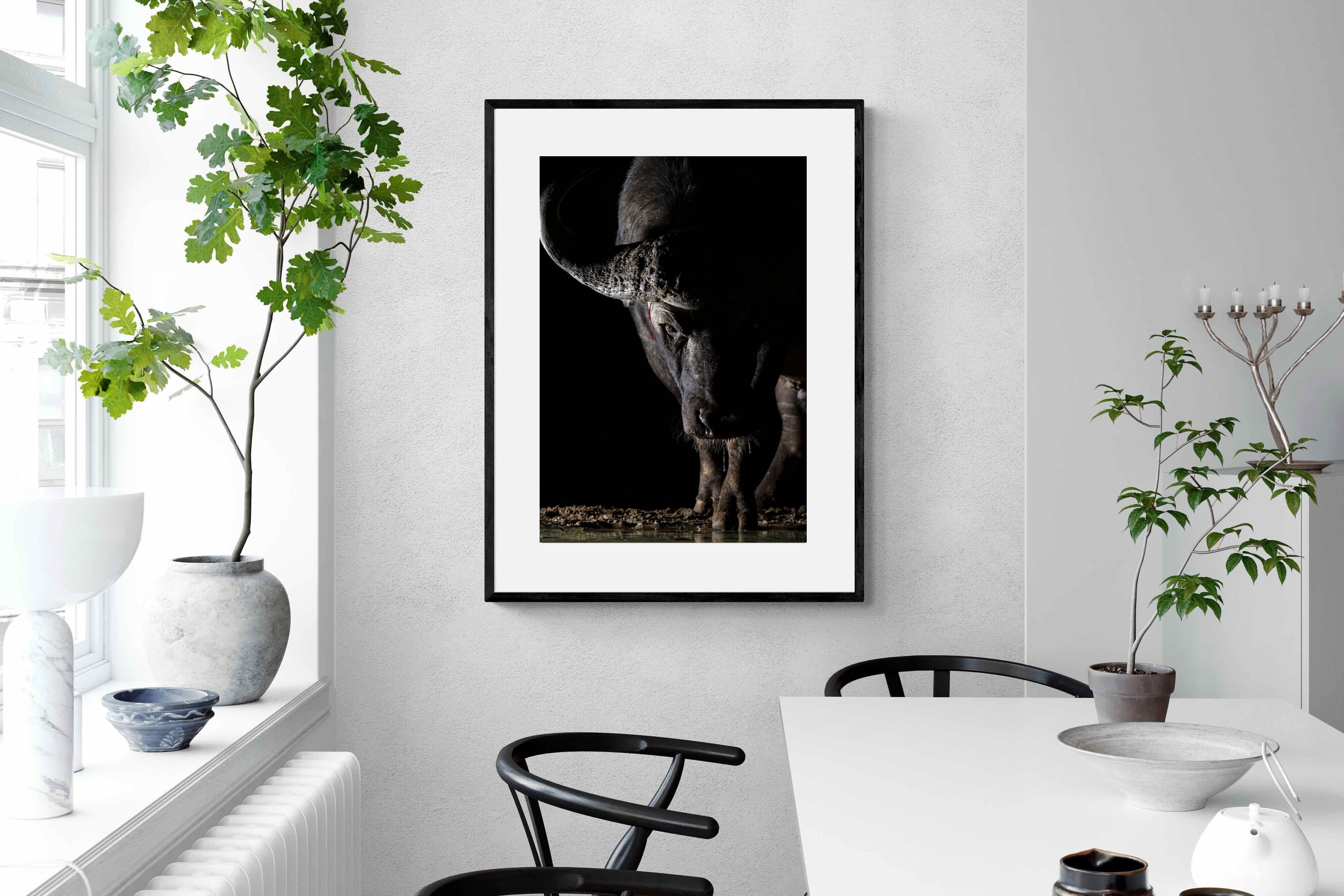 Pixalot Midnight Stare