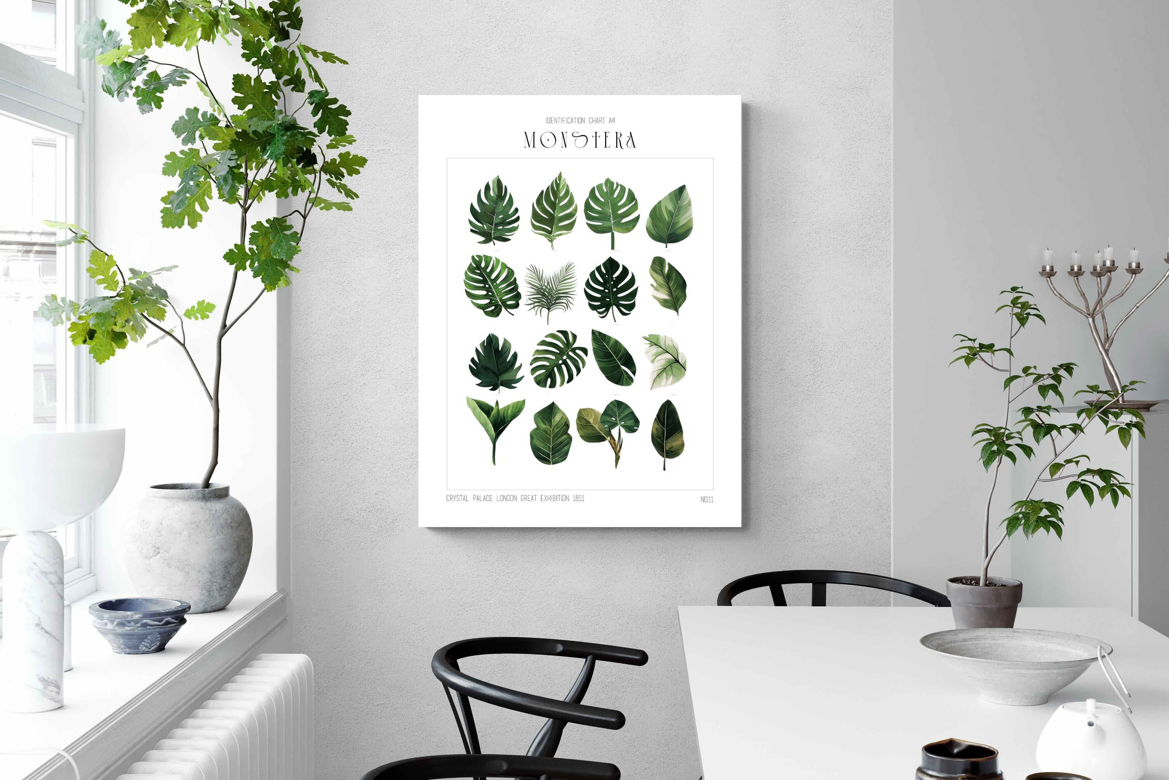 Pixalot Monstera Illustration Collection