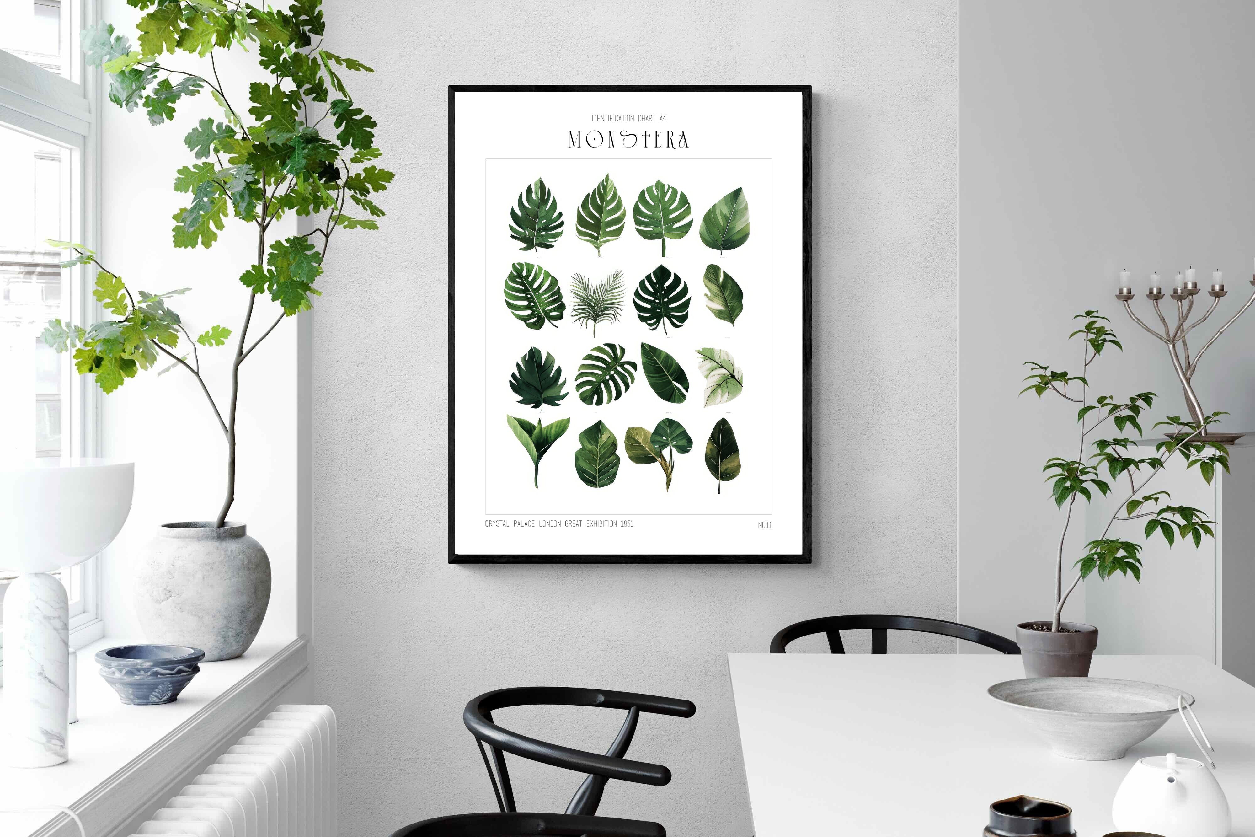 Pixalot Monstera Illustration Collection