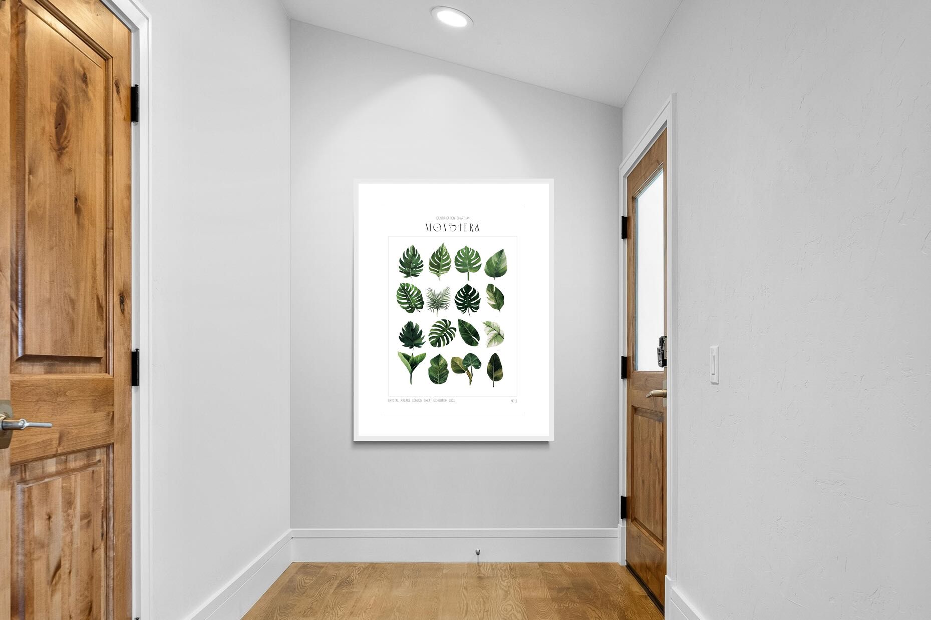 Pixalot Monstera Illustration Collection